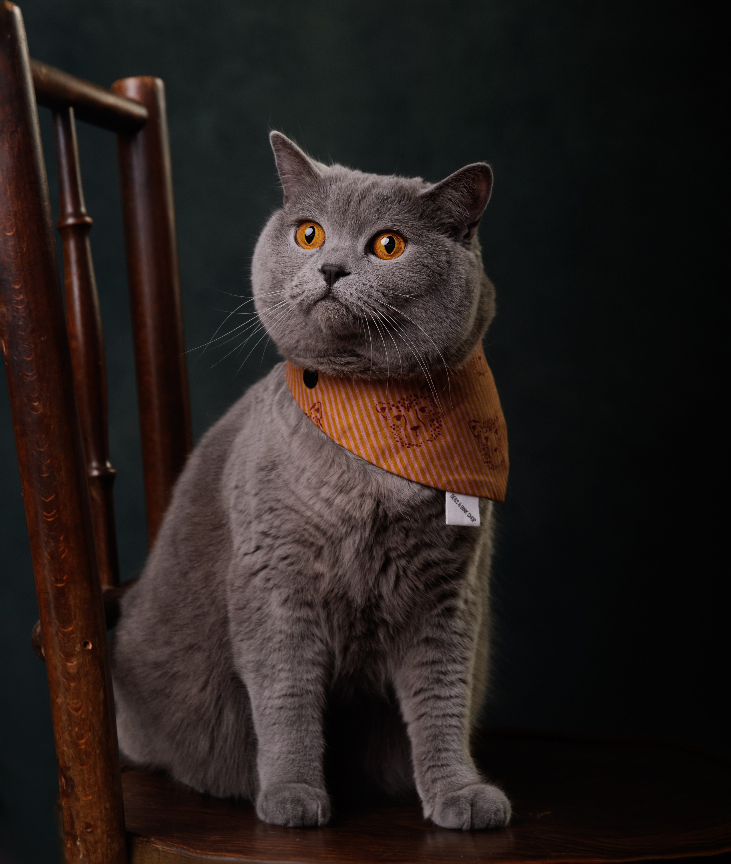 PETS. Fotograf de portret si boudoir in cluj napoca