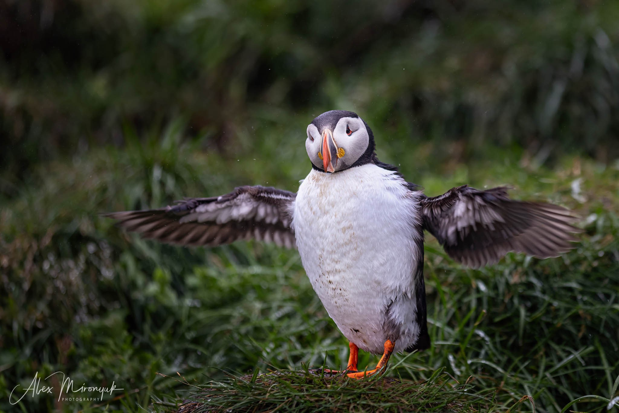 Unforgettable Iceland. Pet, Senior, Landscape, portrait studio, photographer in Miami and Sou