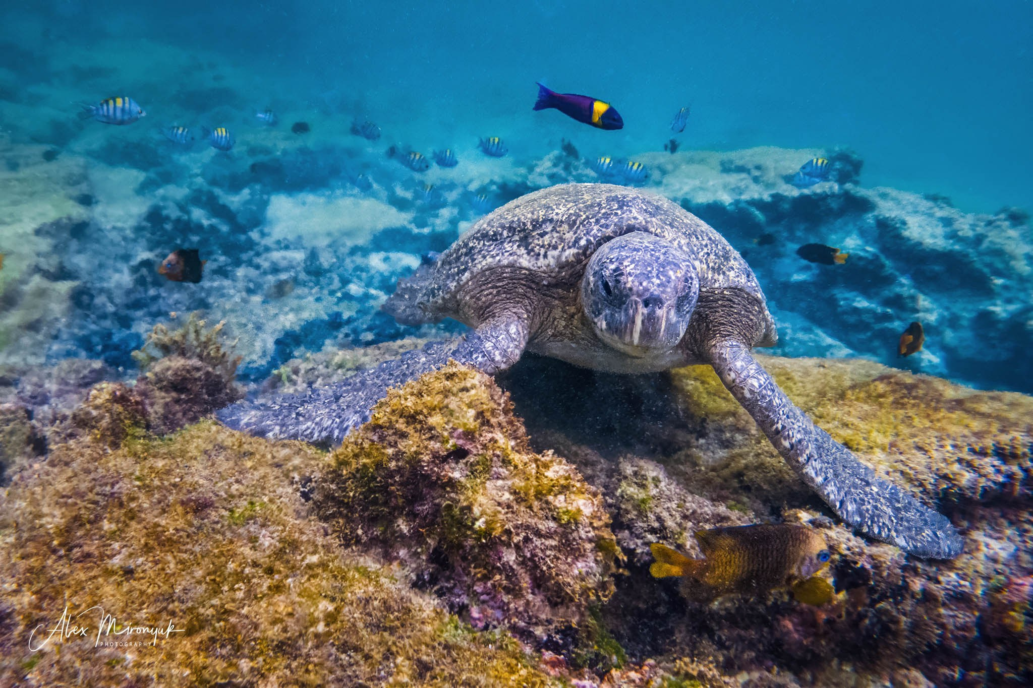 Galapagos Islands Adventure. Alex Mironyuk Photography