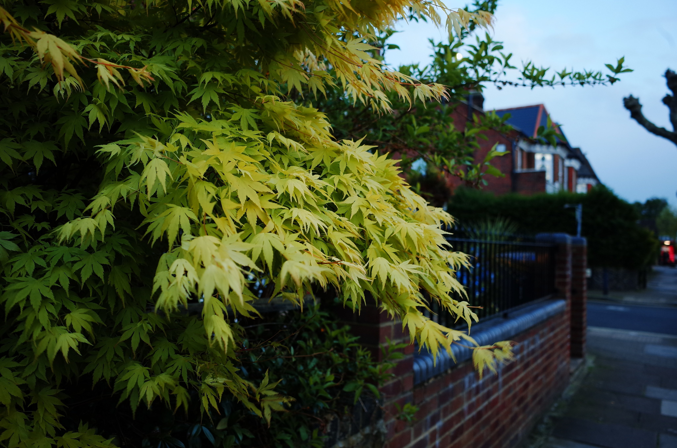 A flaming bush. Victoria Dini. Art photography in London / Folkestone, UK