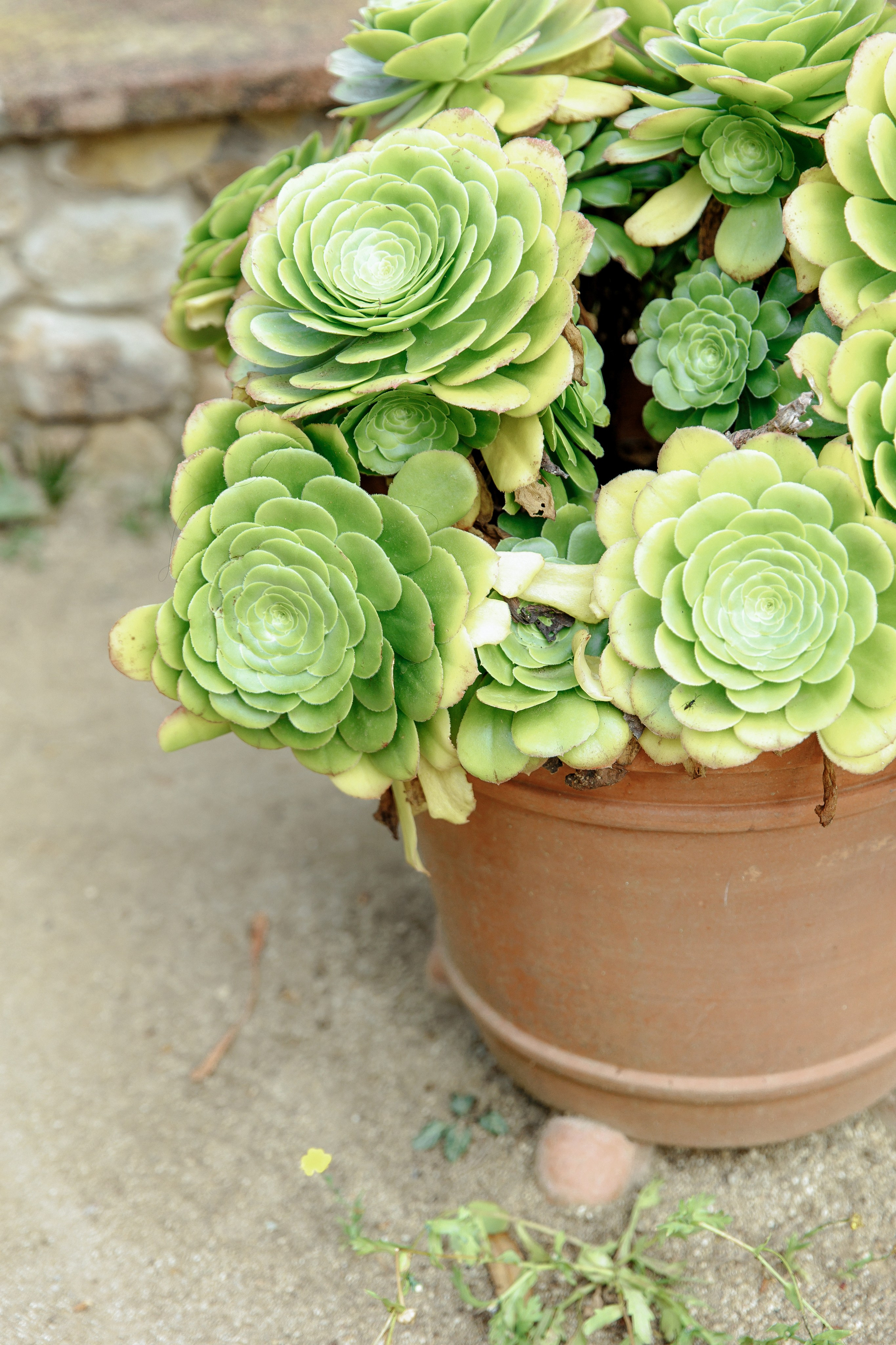 Wedding in Costa Brava. Wedding Photographer in Barcelona Lana Alekhina