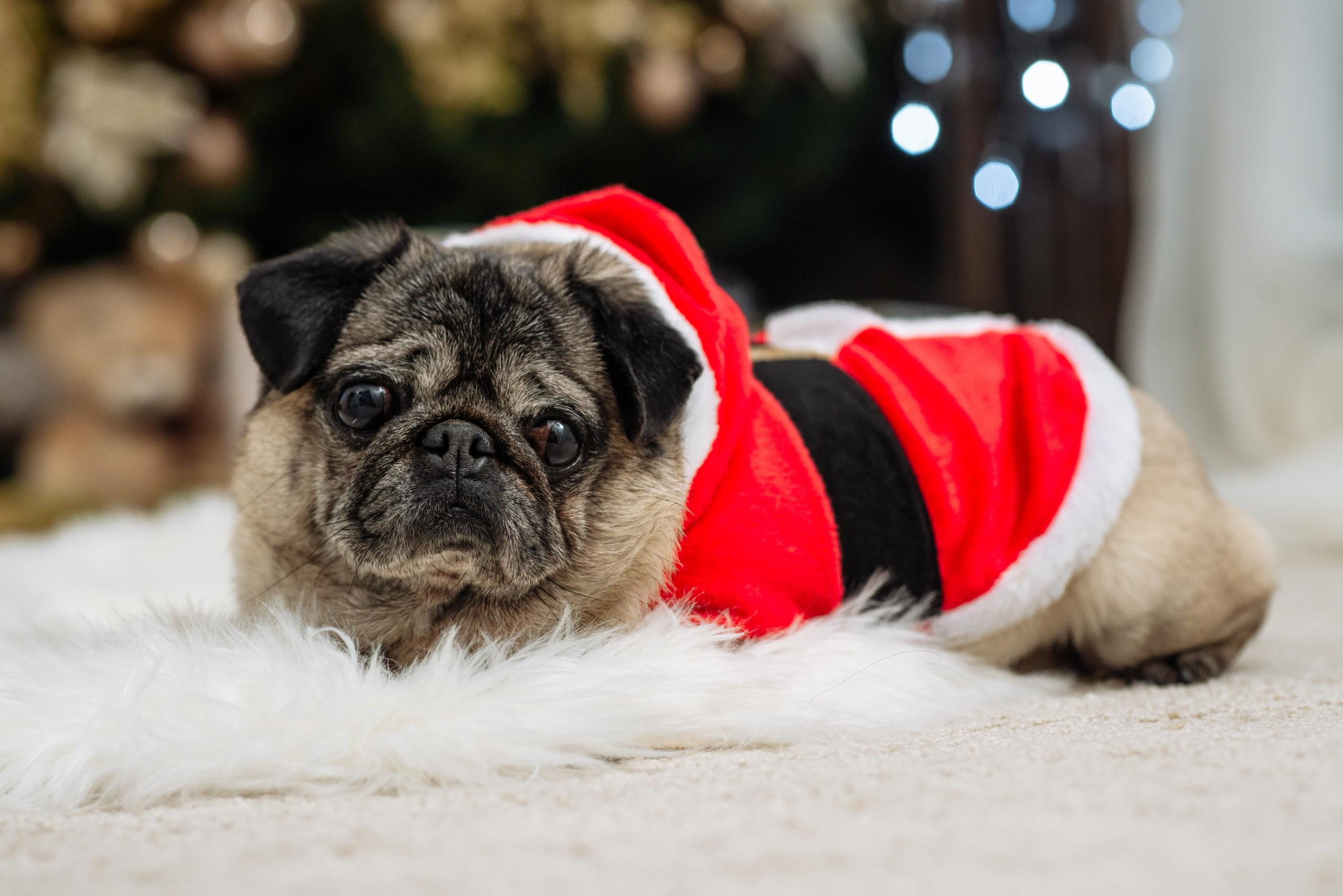 Nikolay y Madi Navidad 2020. Professional photography services in Barcelona by Ekaterina Gasanova