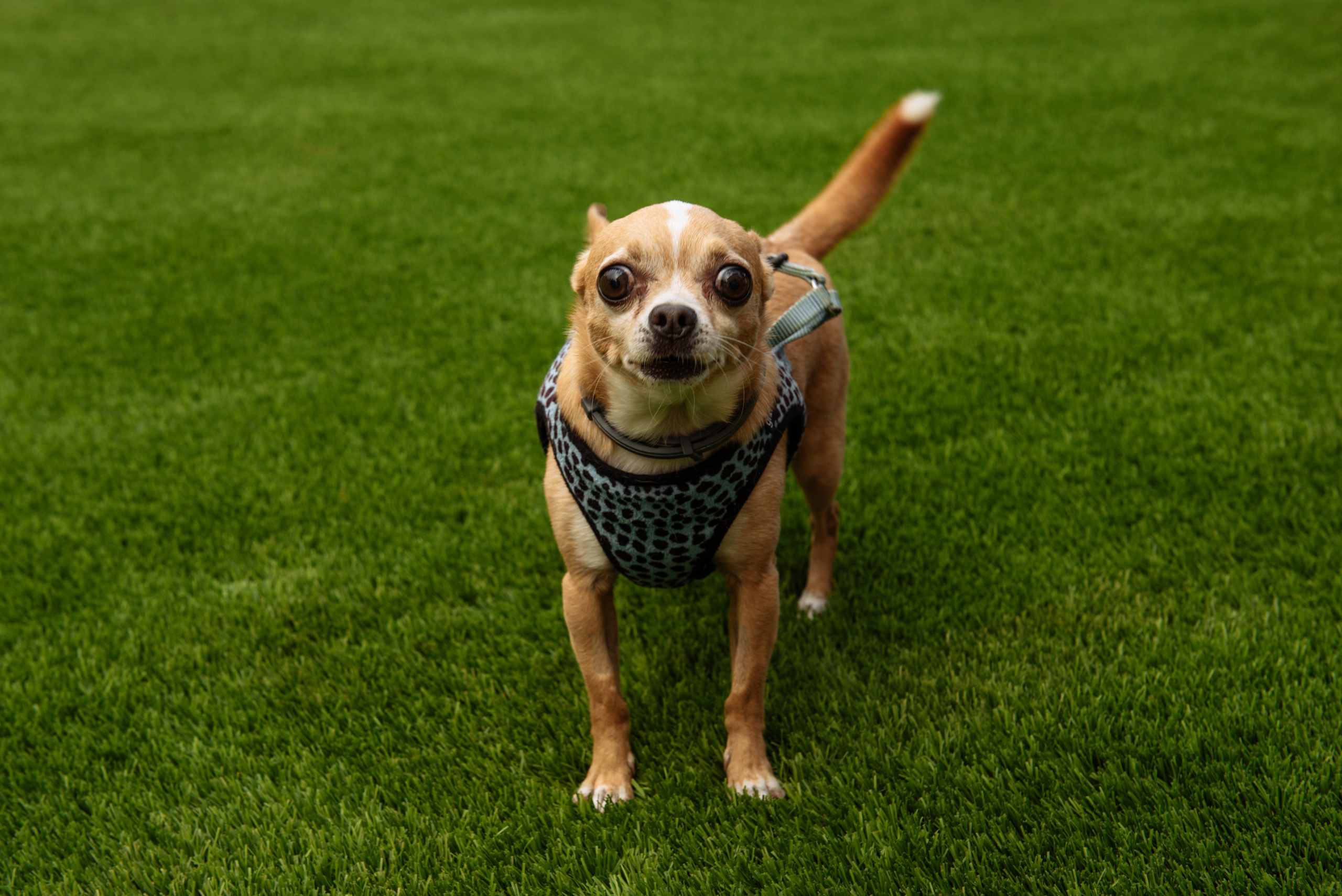 Darien Bautizo Barcelona. Фотограф Екатерина Гасанова — фотосессии в Барселоне