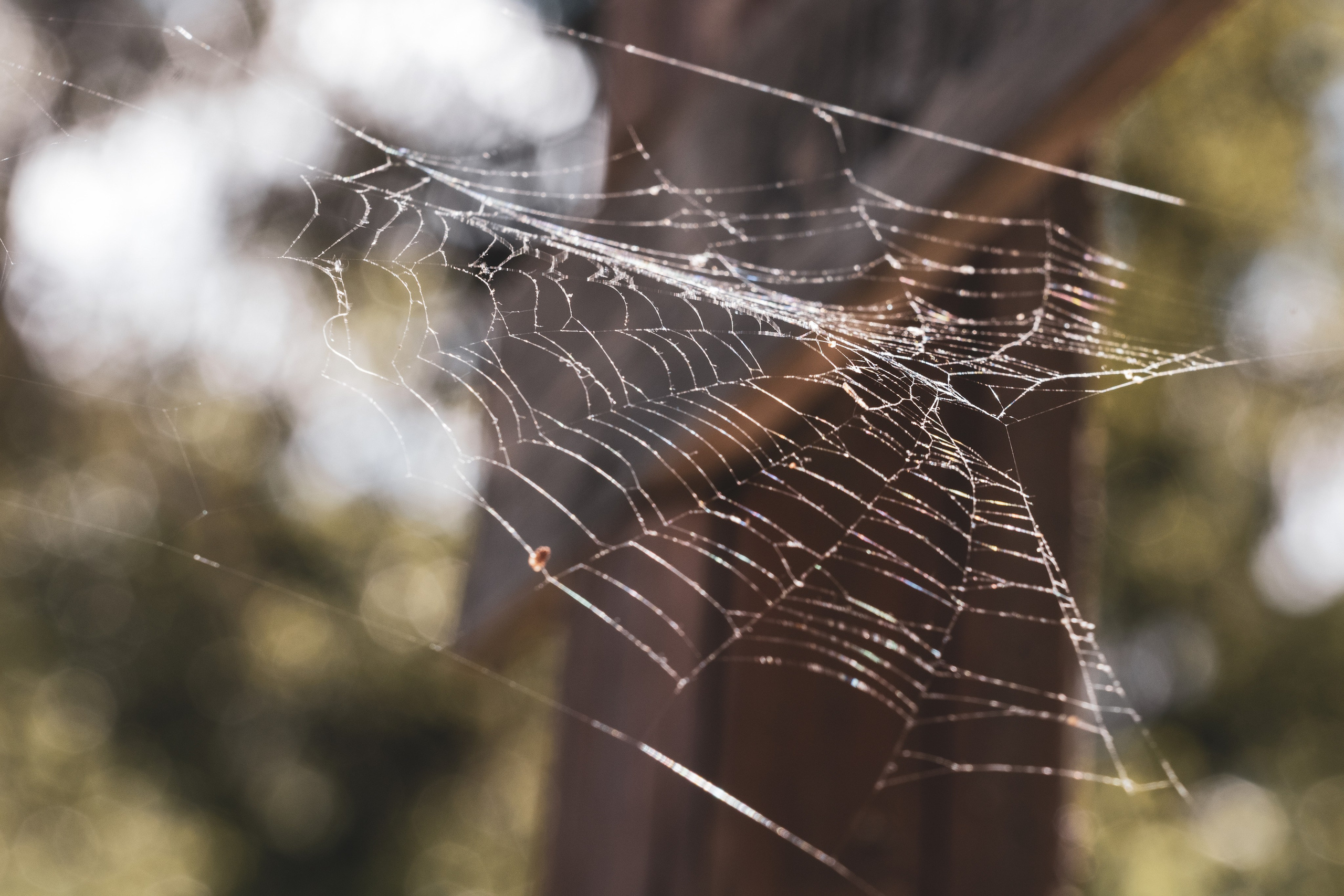 Nebula 25 — Fotod teie hingele