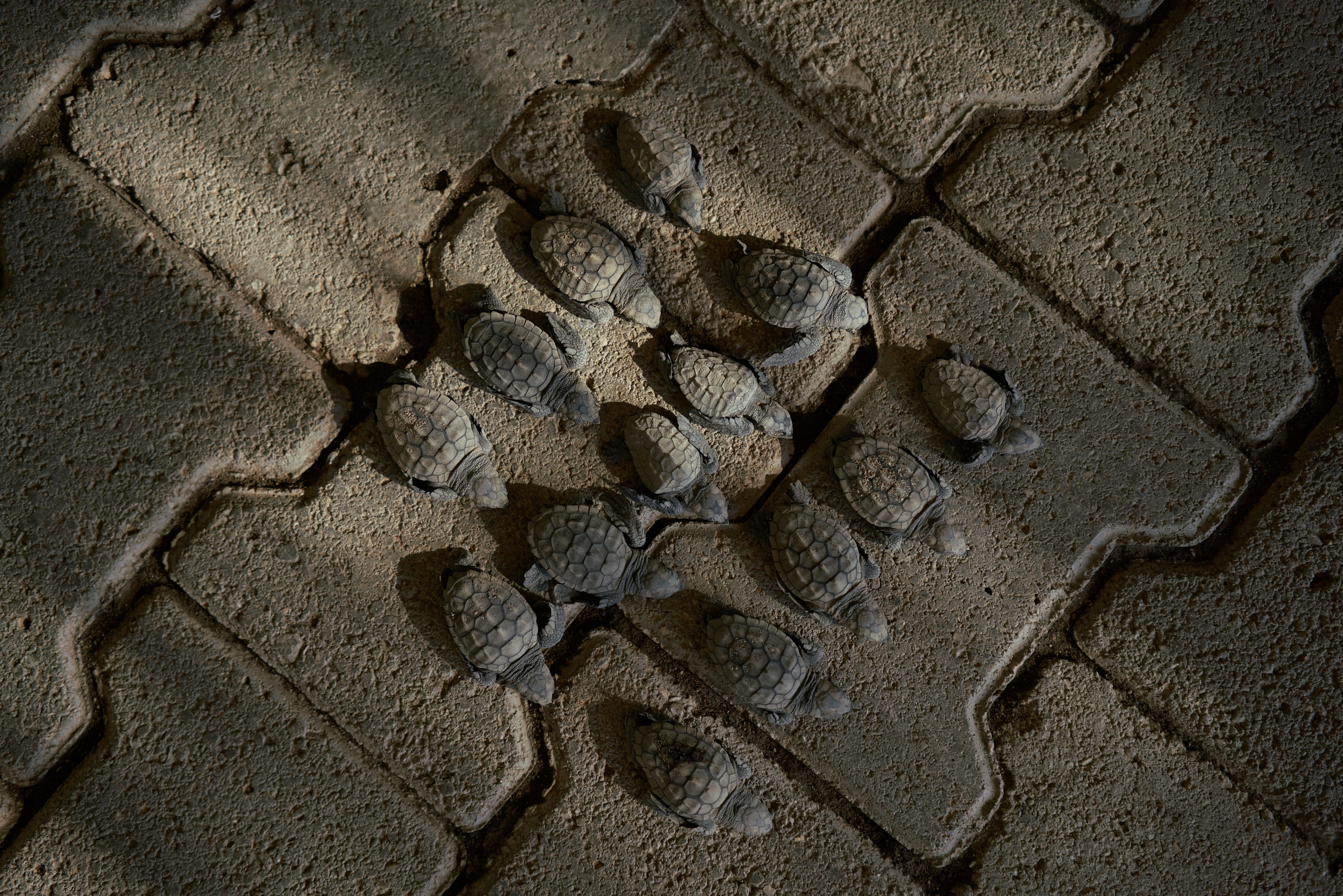 Caretta caretta | Anastasiia Nelen photographer