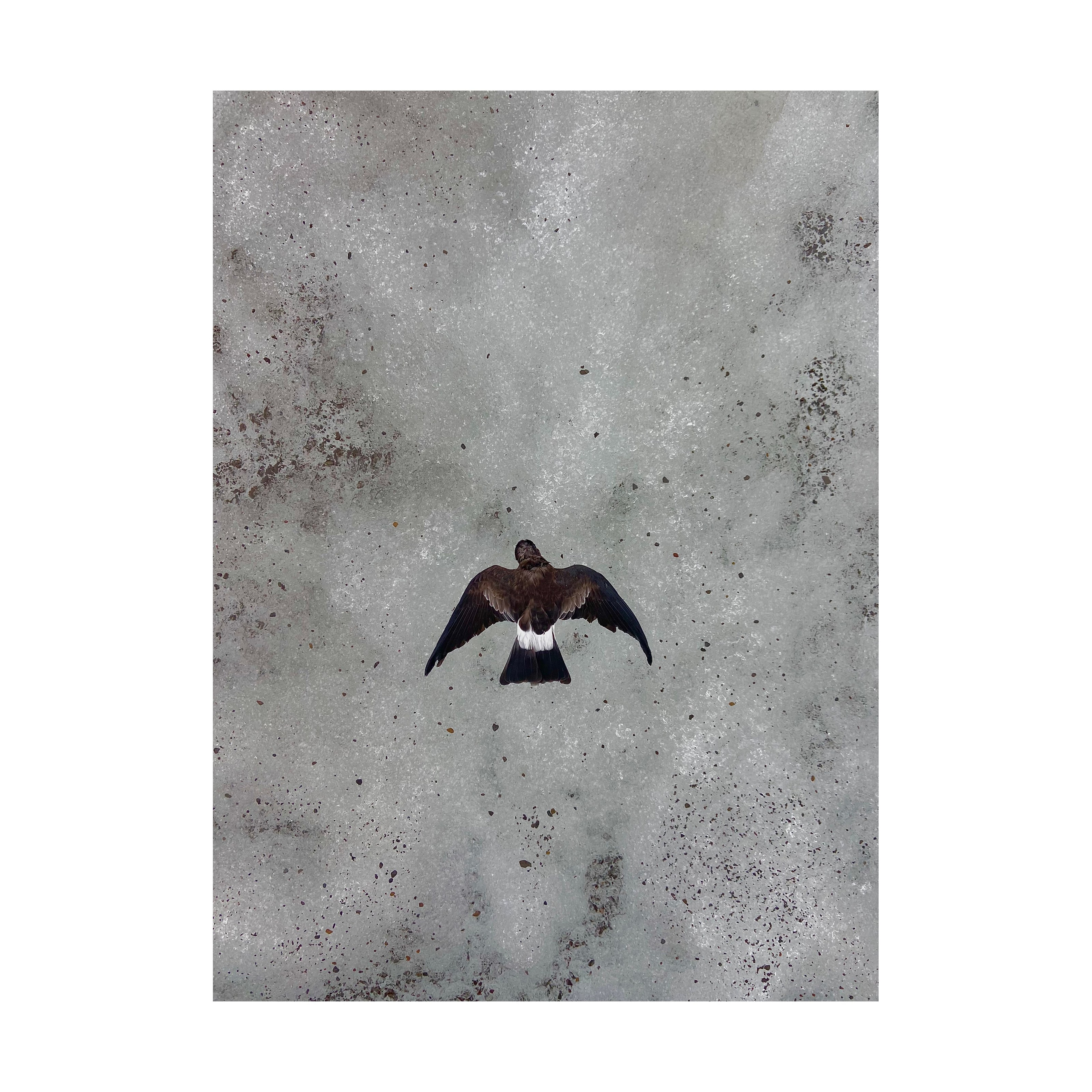 Willingness to freeze. Nelly Elagina