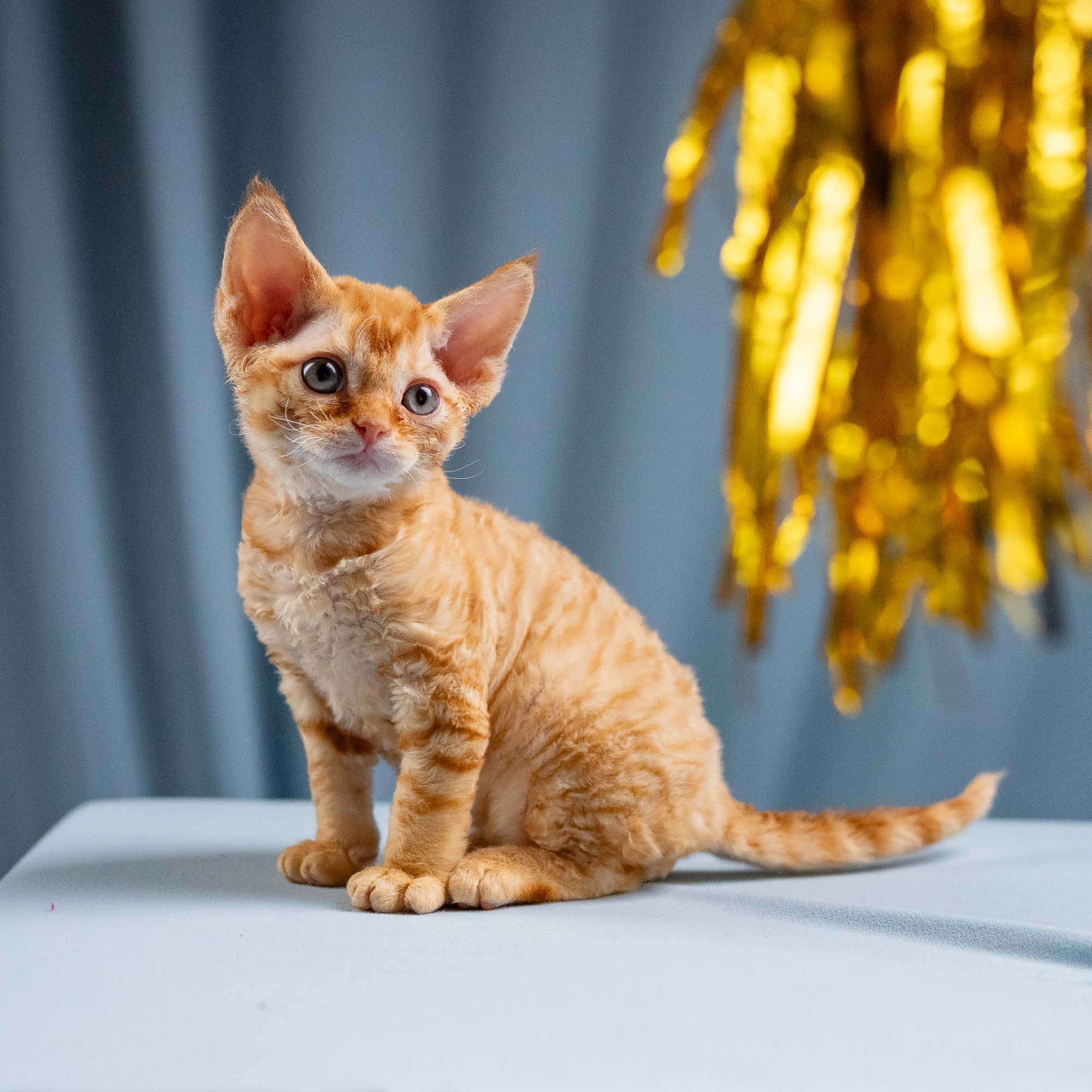 Jackie, boy, born 06.25.2025. Devon Rex Pixie Cattery