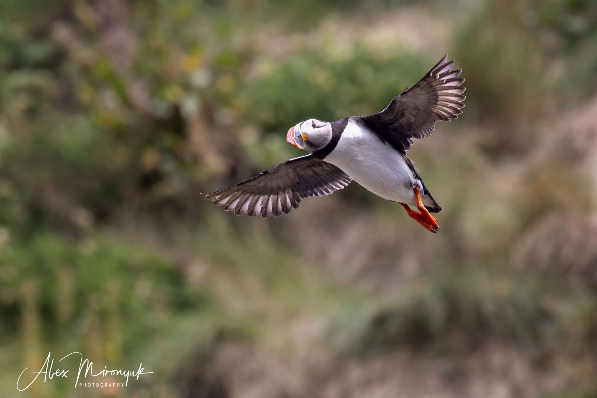 All Colors Of Iceland. Pet, Senior, Landscape, portrait studio, photographer in Miami and Sou