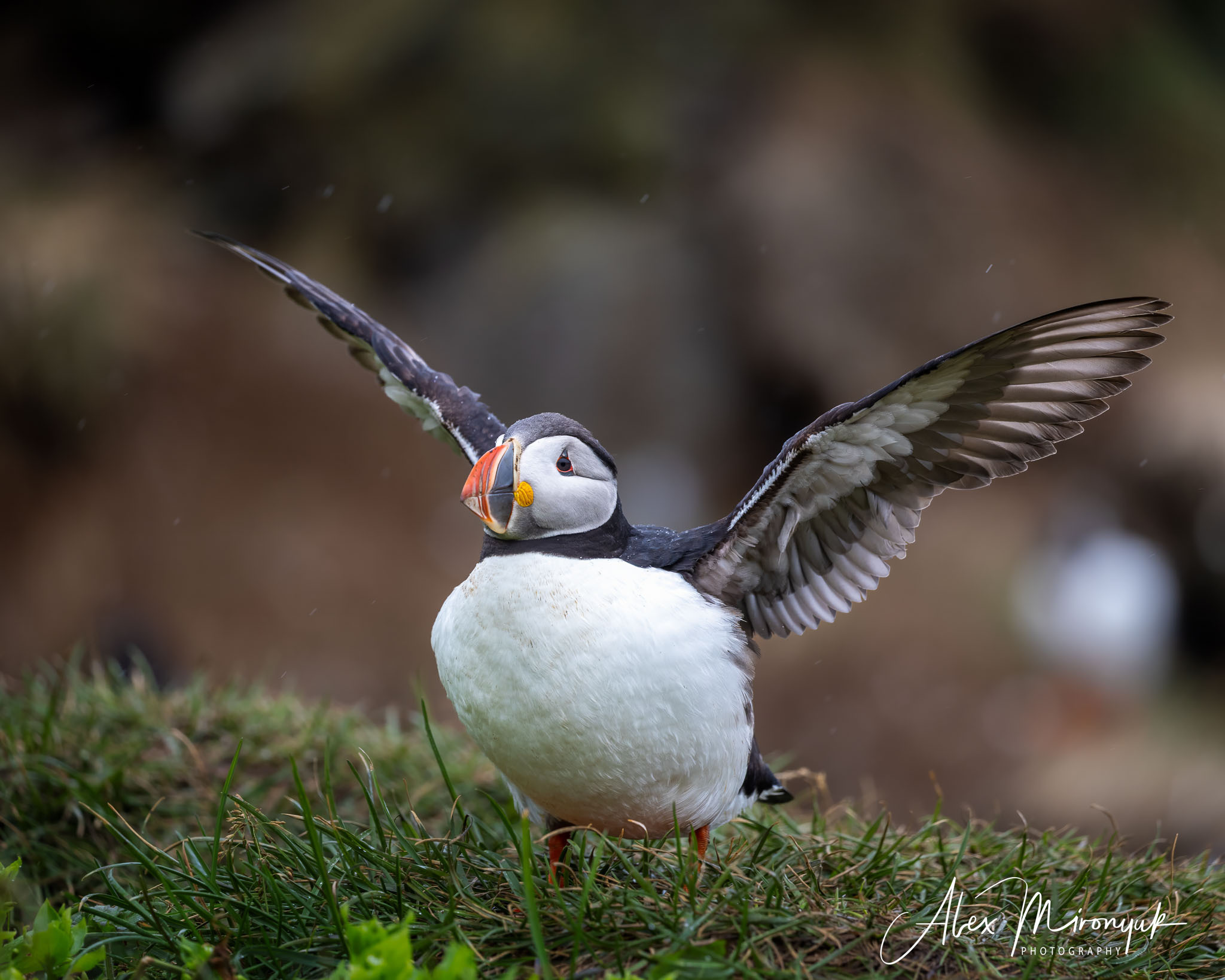 All Colors Of Iceland. Pet, Senior, Landscape, portrait studio, photographer in Miami and Sou