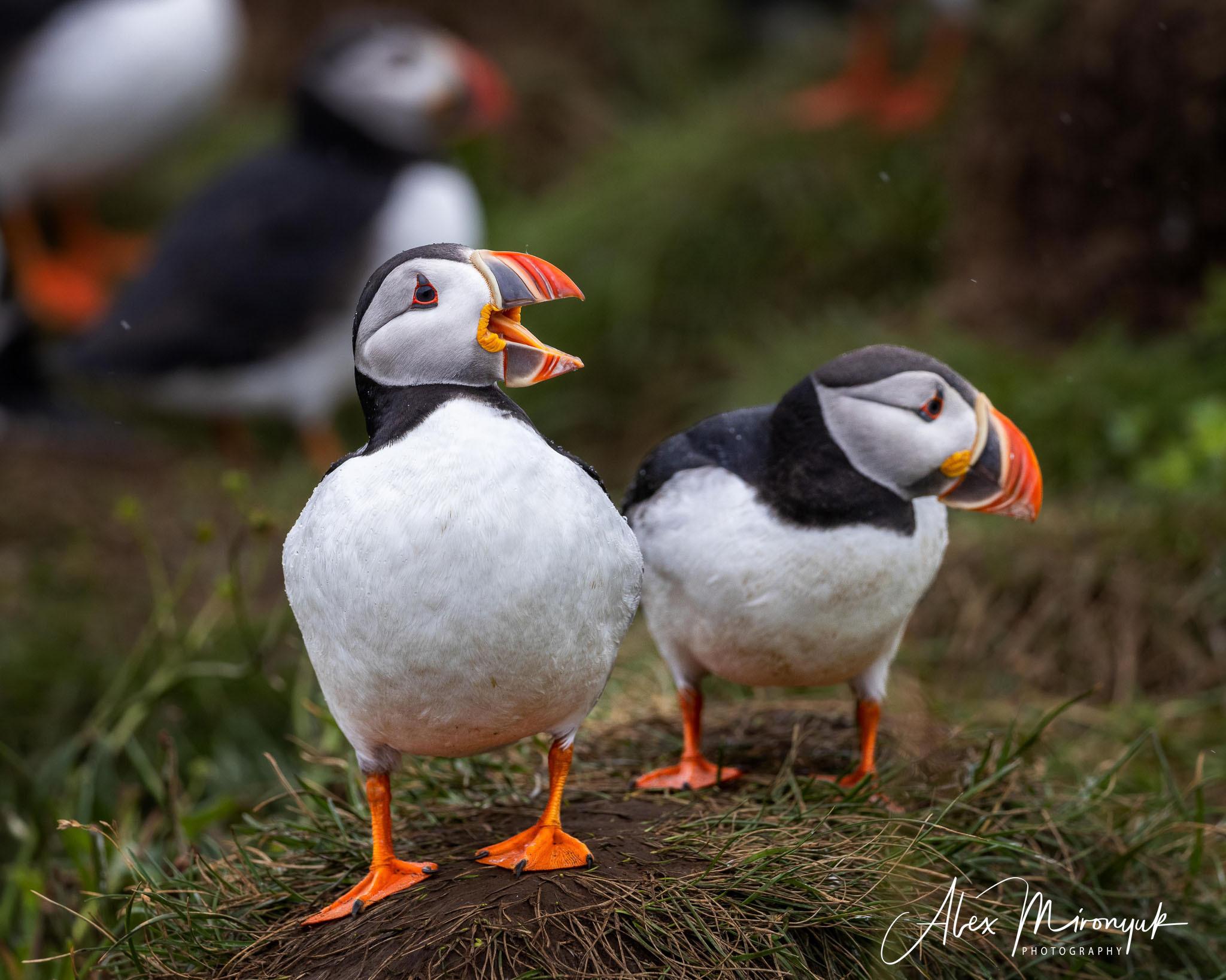 All Colors Of Iceland. Pet, Senior, Landscape, portrait studio, photographer in Miami and Sou