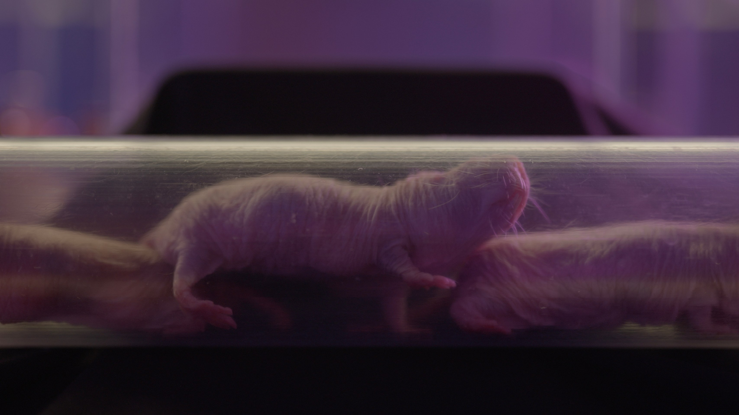 Longevity. Singularity Film