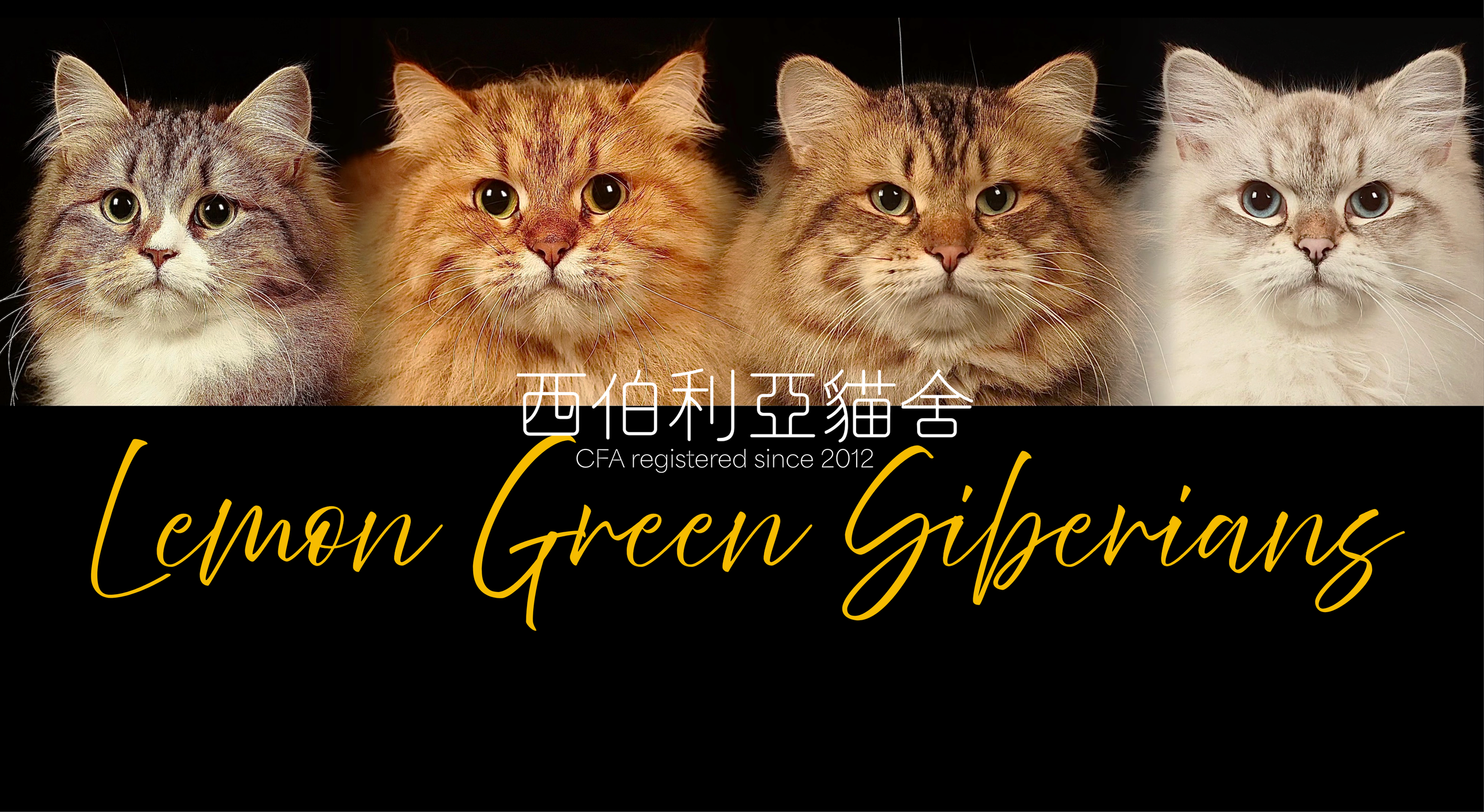 LEMON GREEN SIBERIANS 香港西伯利亞貓舍