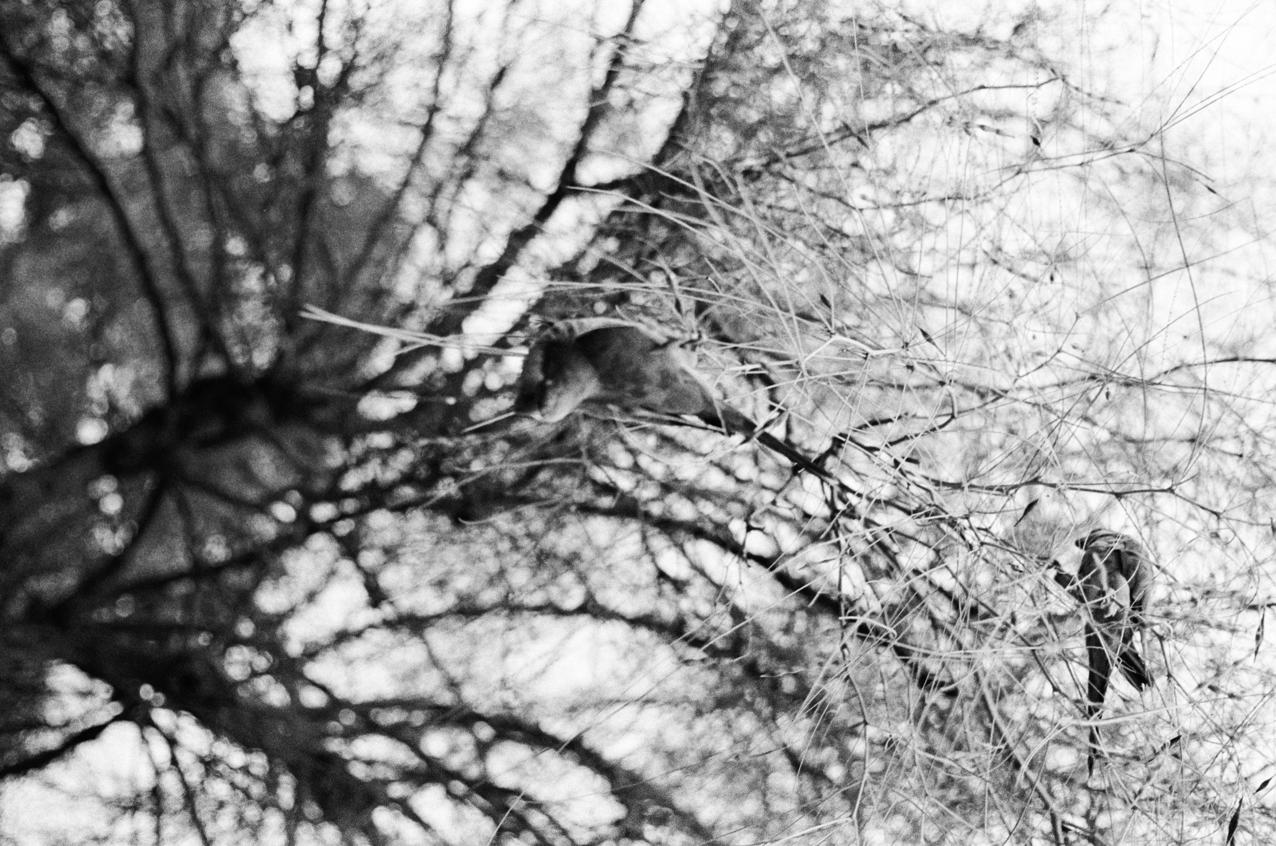Ilford 400