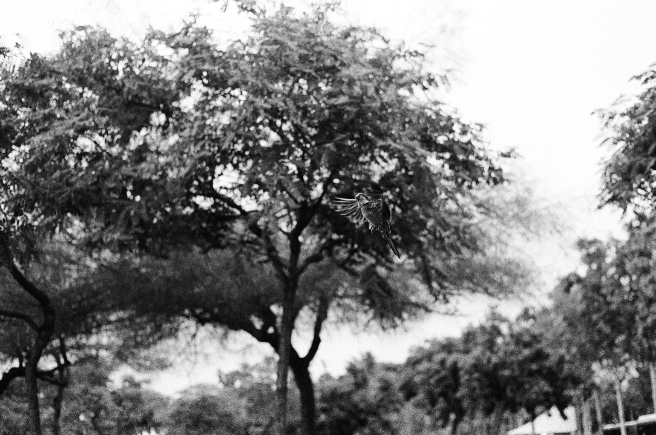 Ilford 400