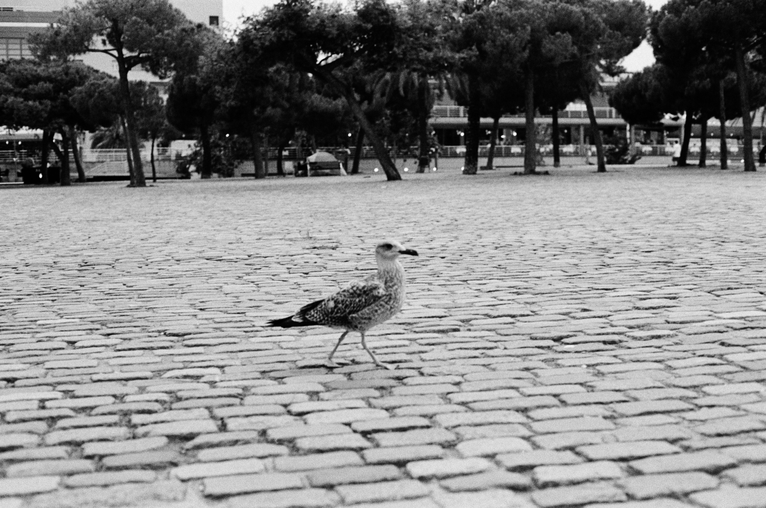 Ilford 400