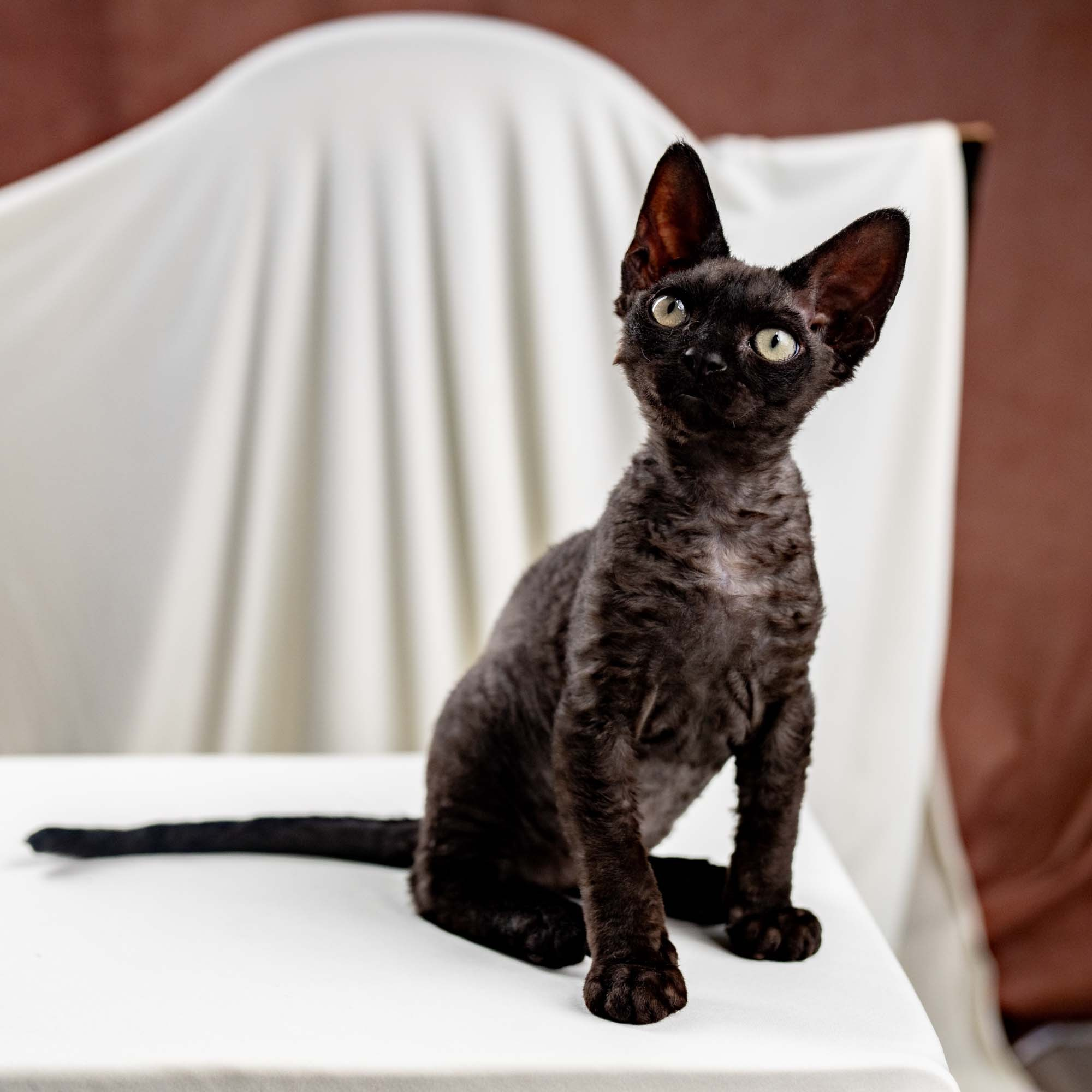 Smoke, boy,  born on  04.11.24, Sold. Devon Rex Pixie Cattery