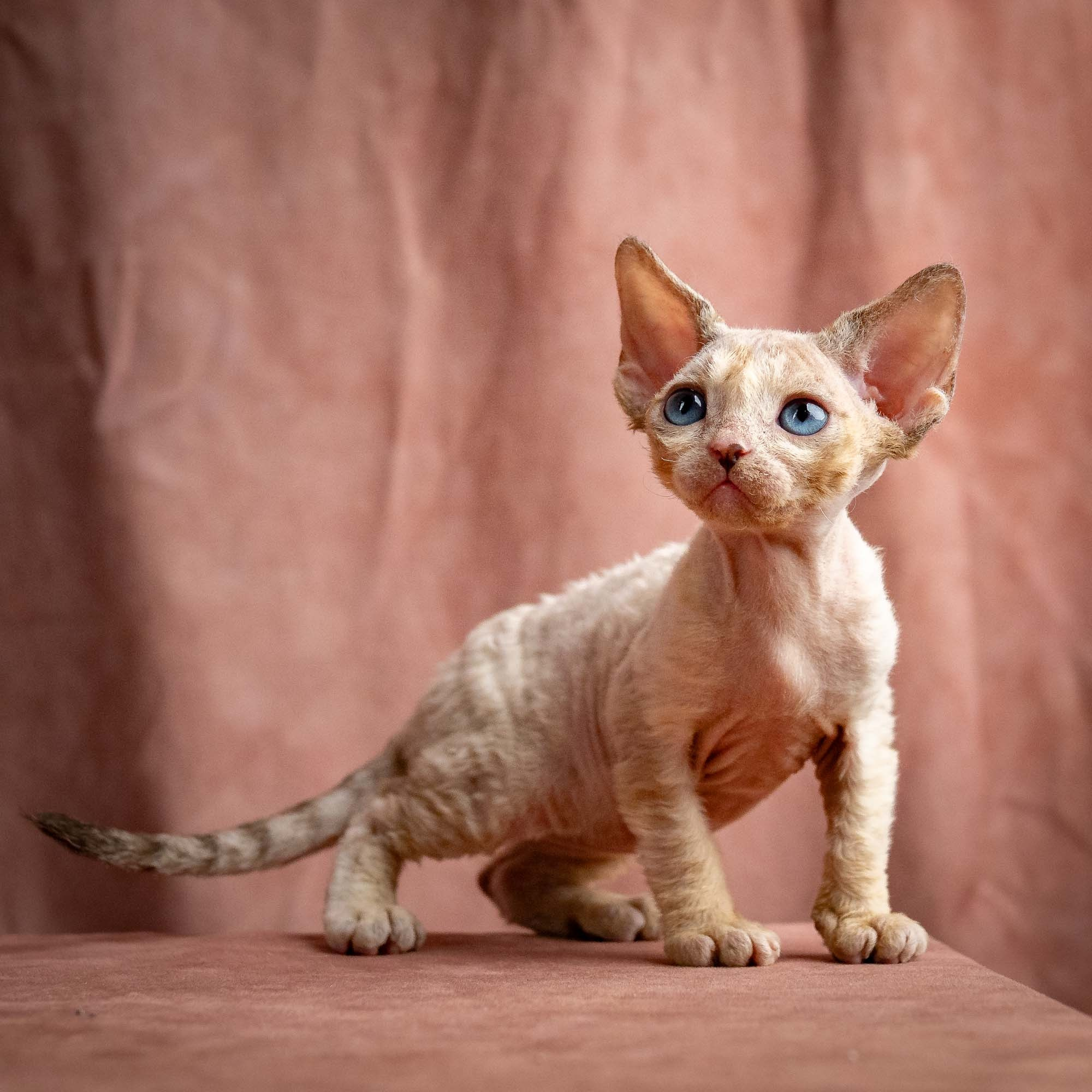 Rocco, boy, born 05.08.26. Devon Rex Pixie Cattery