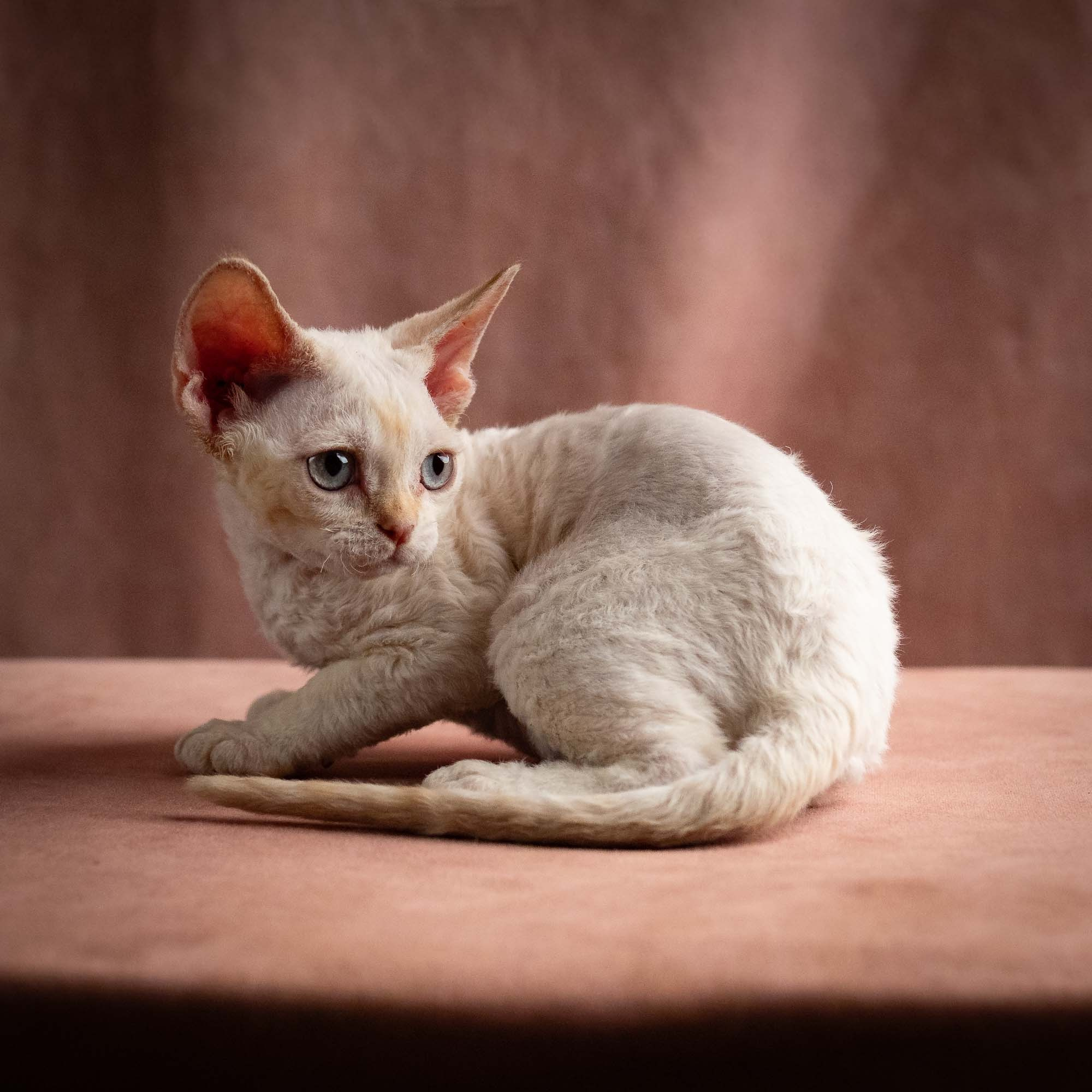 Quinn, girl, born 02.14.26. Devon Rex Pixie Cattery