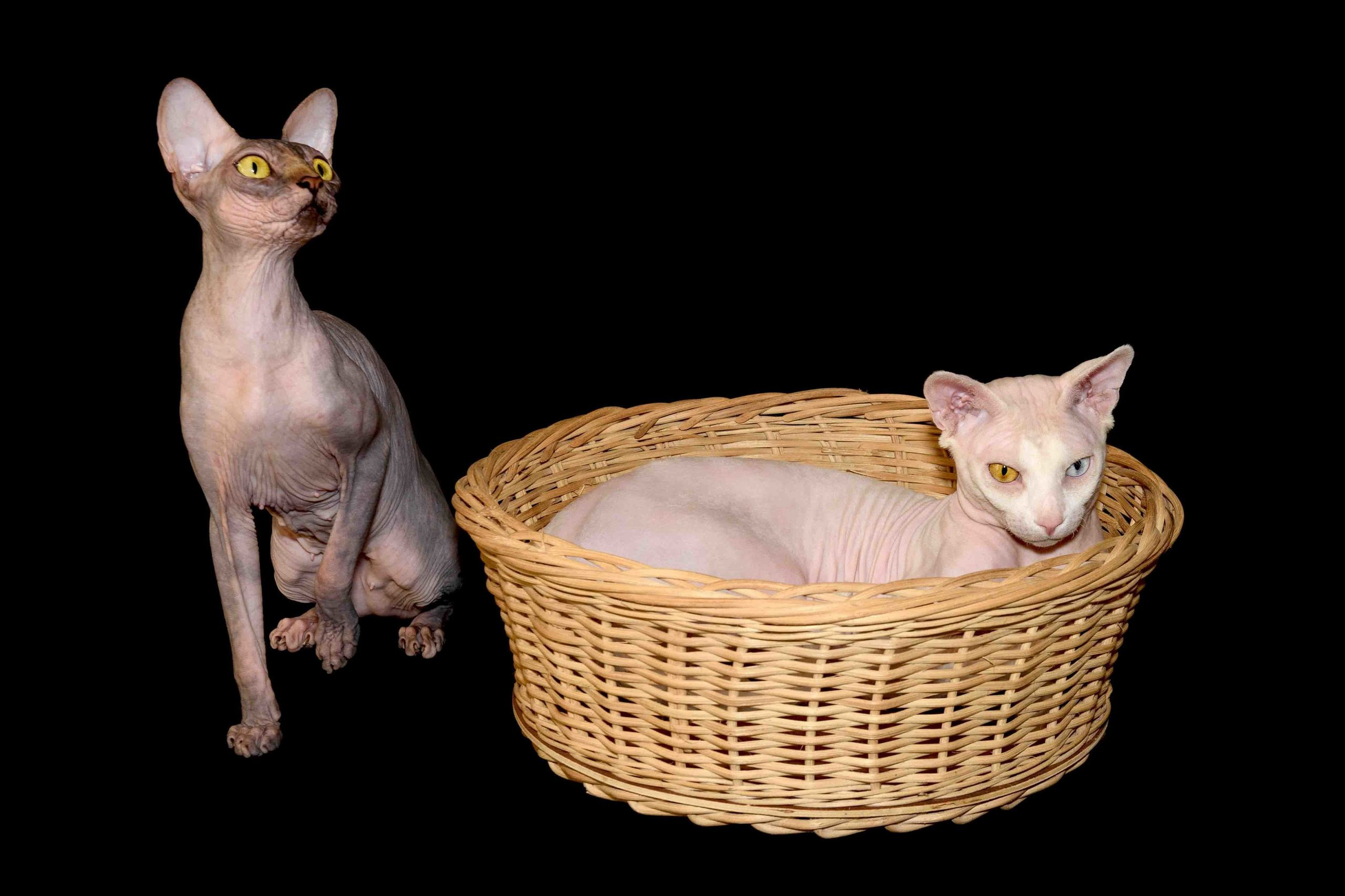 A cattery of Canadian Sphynx breed, located in Limassol, Cyprus