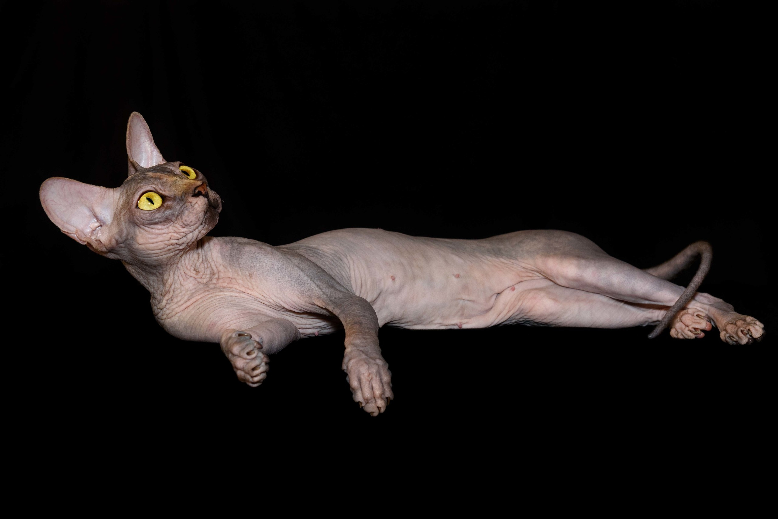sphynx Boston, sphynx New York, sphynx cat for sale Boston, sphynx cat for sale New York