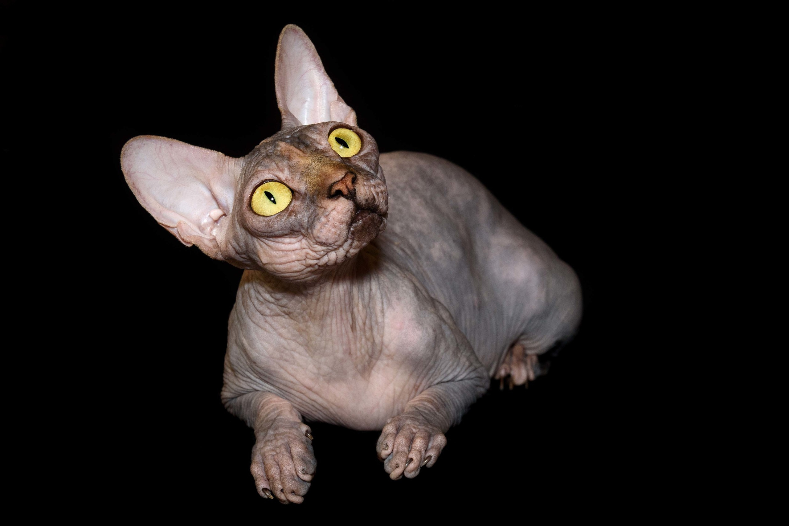 sphynx London, Birmingham, sphynx cat for sale London, sphynx cat for sale Birmingham