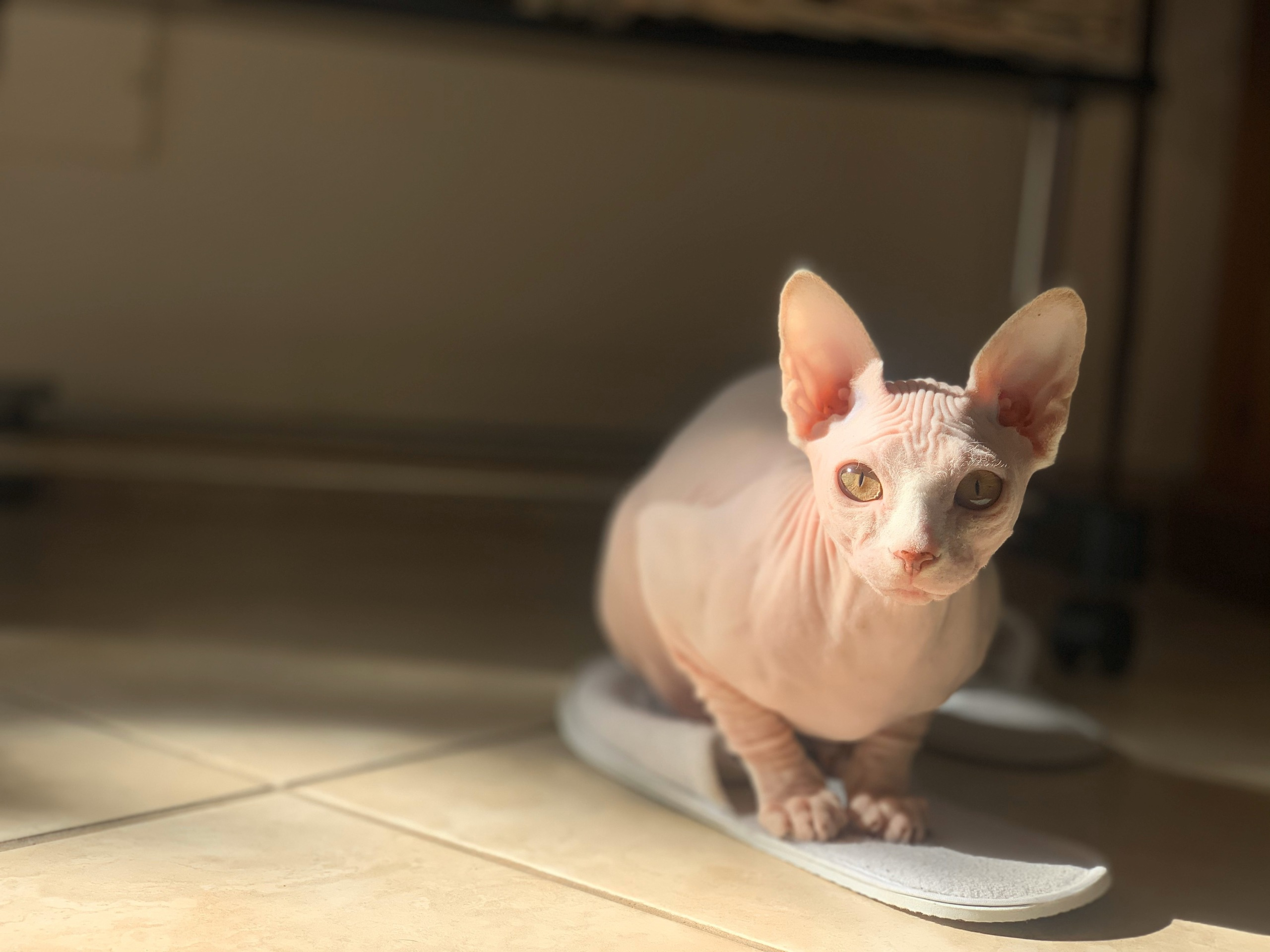 sphynx kittens London, Birmingham, sphynx kittens for sale London, sphynx kittens for sale Birmingham