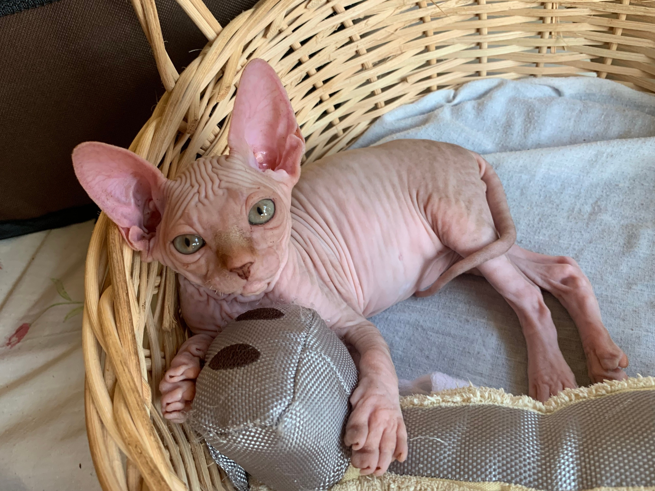 sphynx kittens London, Birmingham, sphynx kittens for sale London, sphynx kittens for sale Birmingham