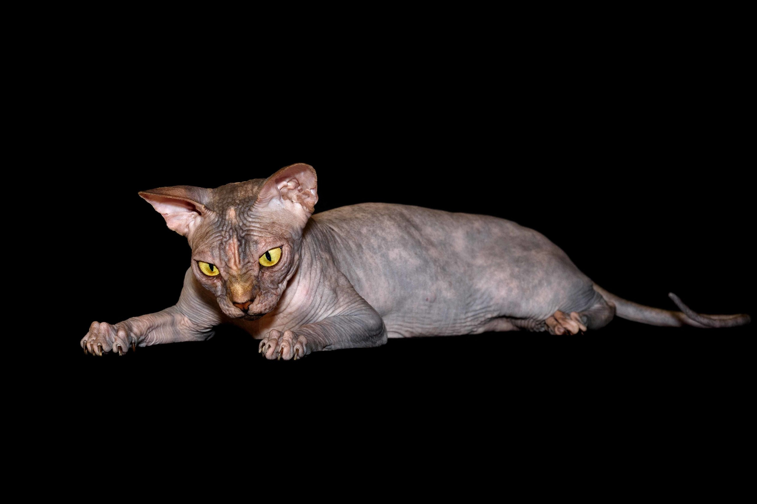 A cattery of Canadian Sphynx breed, located in Limassol, Cyprus