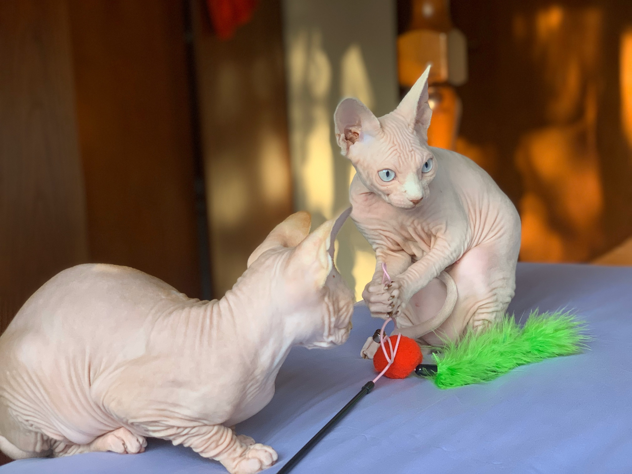 sphynx kittens London, Birmingham, sphynx kittens for sale London, sphynx kittens for sale Birmingham