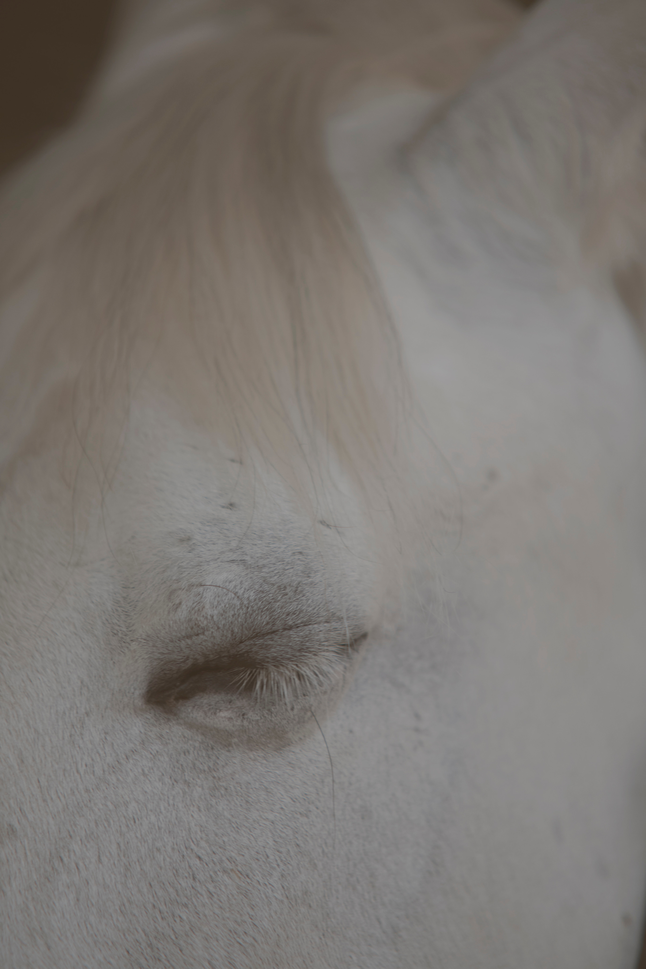 MOTHER (in progress). Anastasiia Antoniuk portrait, family and couple photographer, Portugal