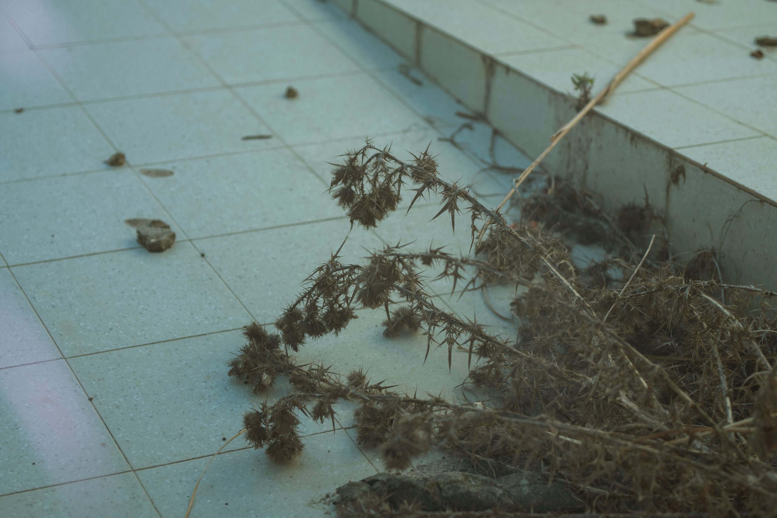 MOTHER (in progress). Anastasiia Antoniuk portrait, family and couple photographer, Portugal