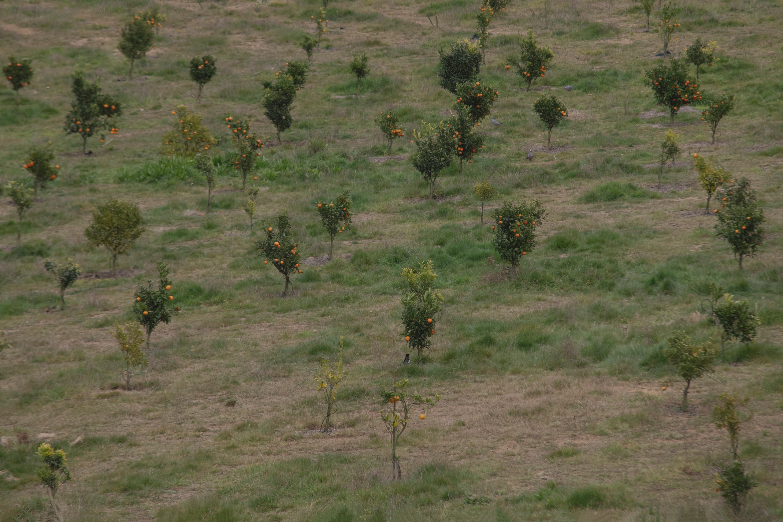 MOTHER (in progress). Anastasiia Antoniuk portrait, family and couple photographer, Portugal