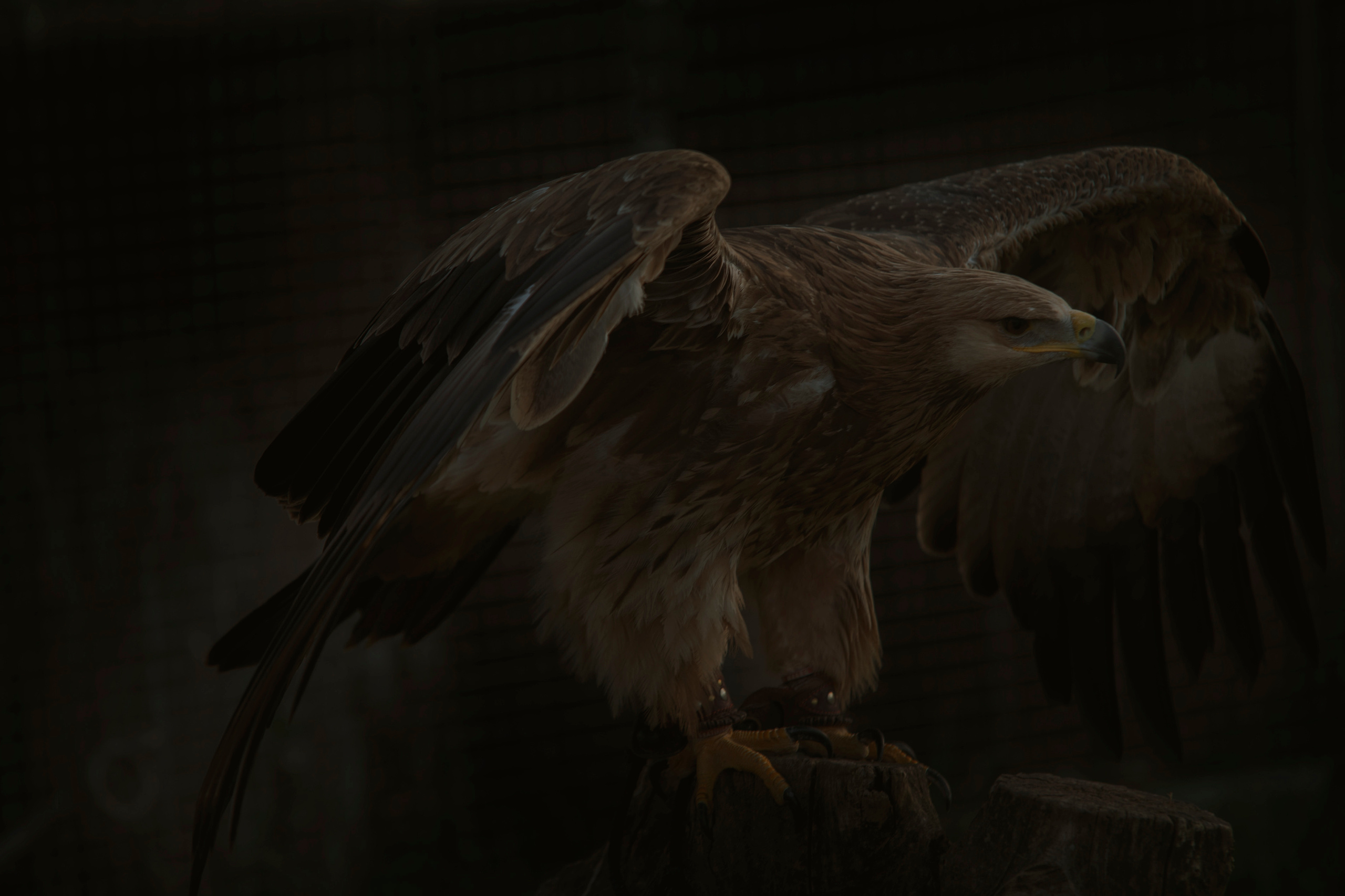 MOTHER (in progress). Anastasiia Antoniuk portrait, family and couple photographer, Portugal