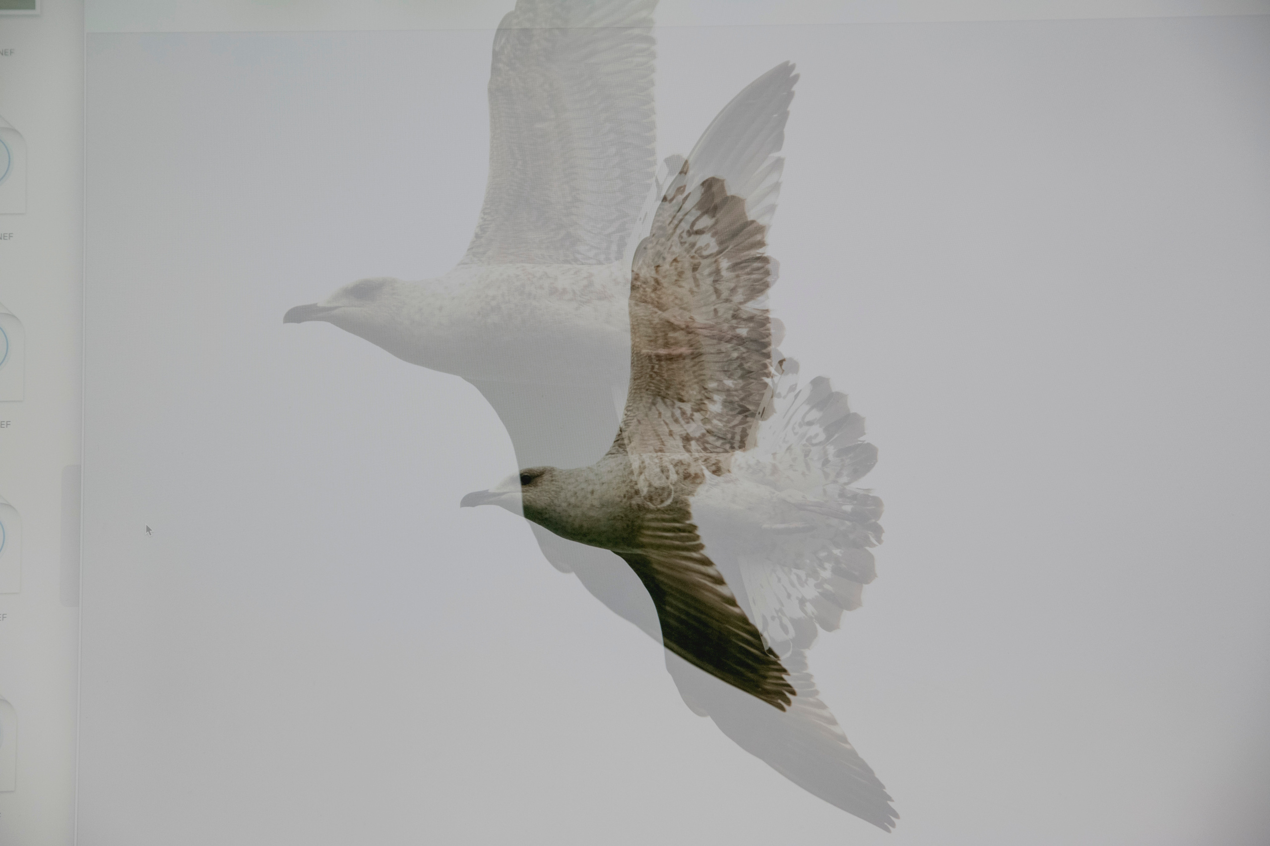 MOTHER (in progress). Anastasiia Antoniuk portrait, family and couple photographer, Portugal