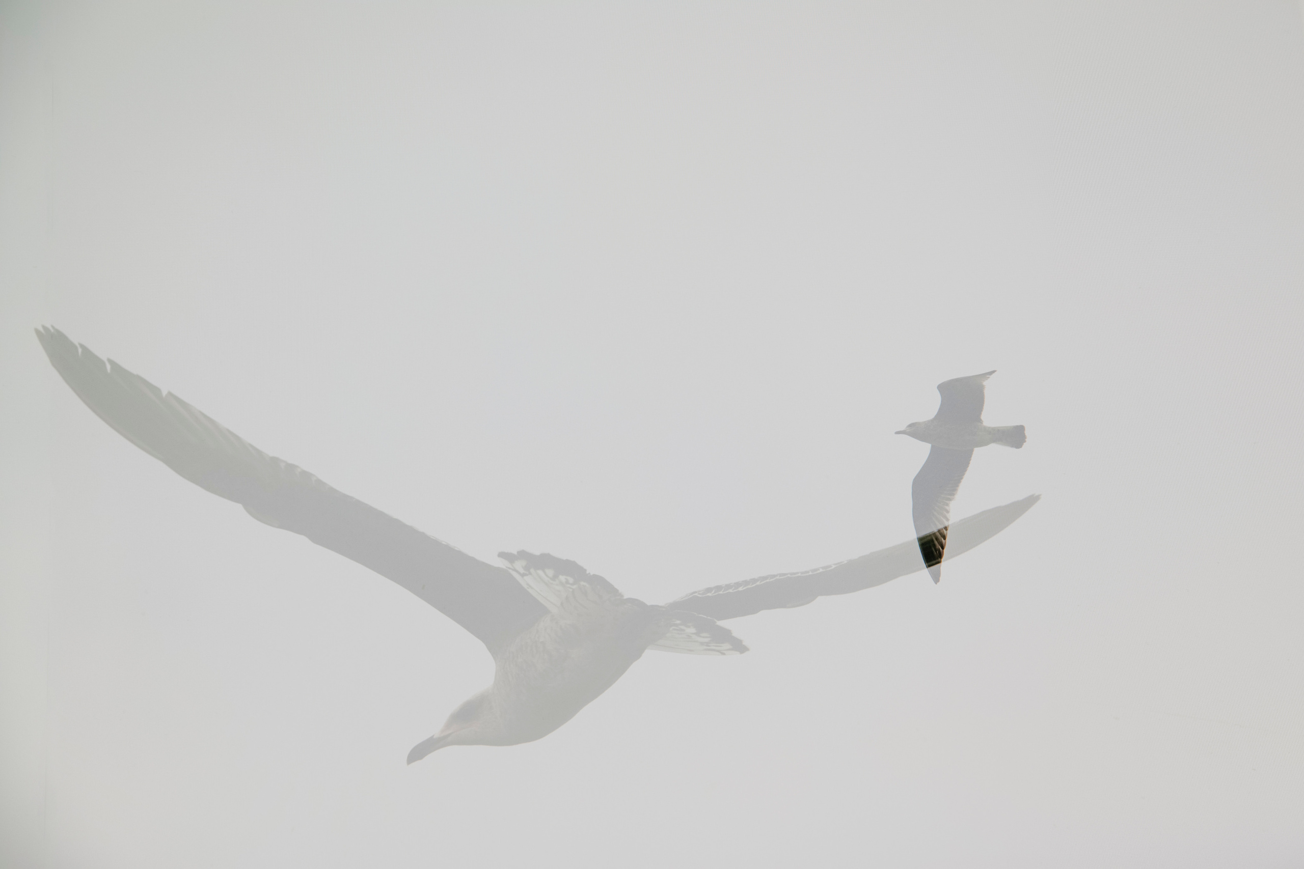 MOTHER (in progress). Anastasiia Antoniuk portrait, family and couple photographer, Portugal