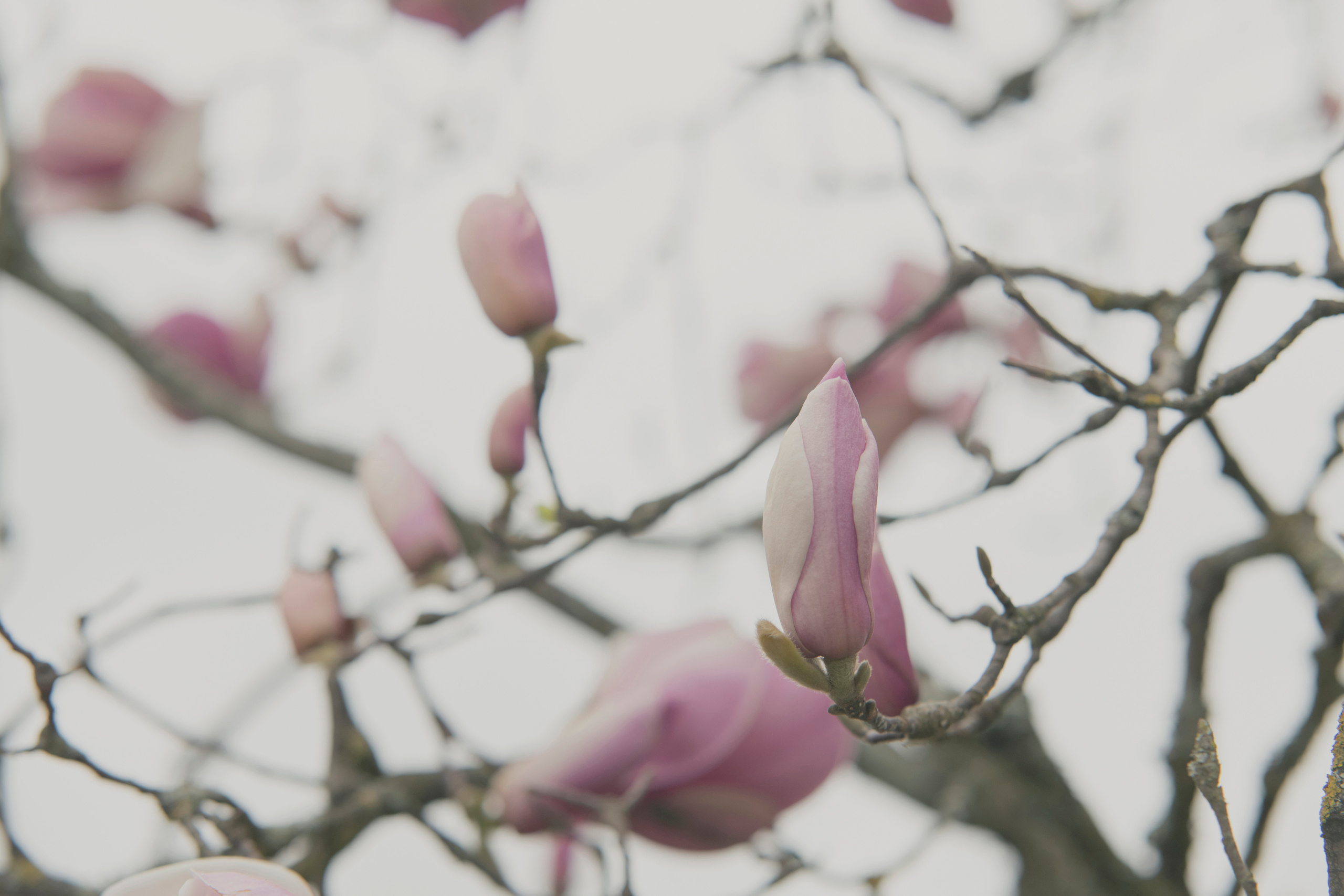 MOTHER (in progress). Anastasiia Antoniuk portrait, family and couple photographer, Portugal