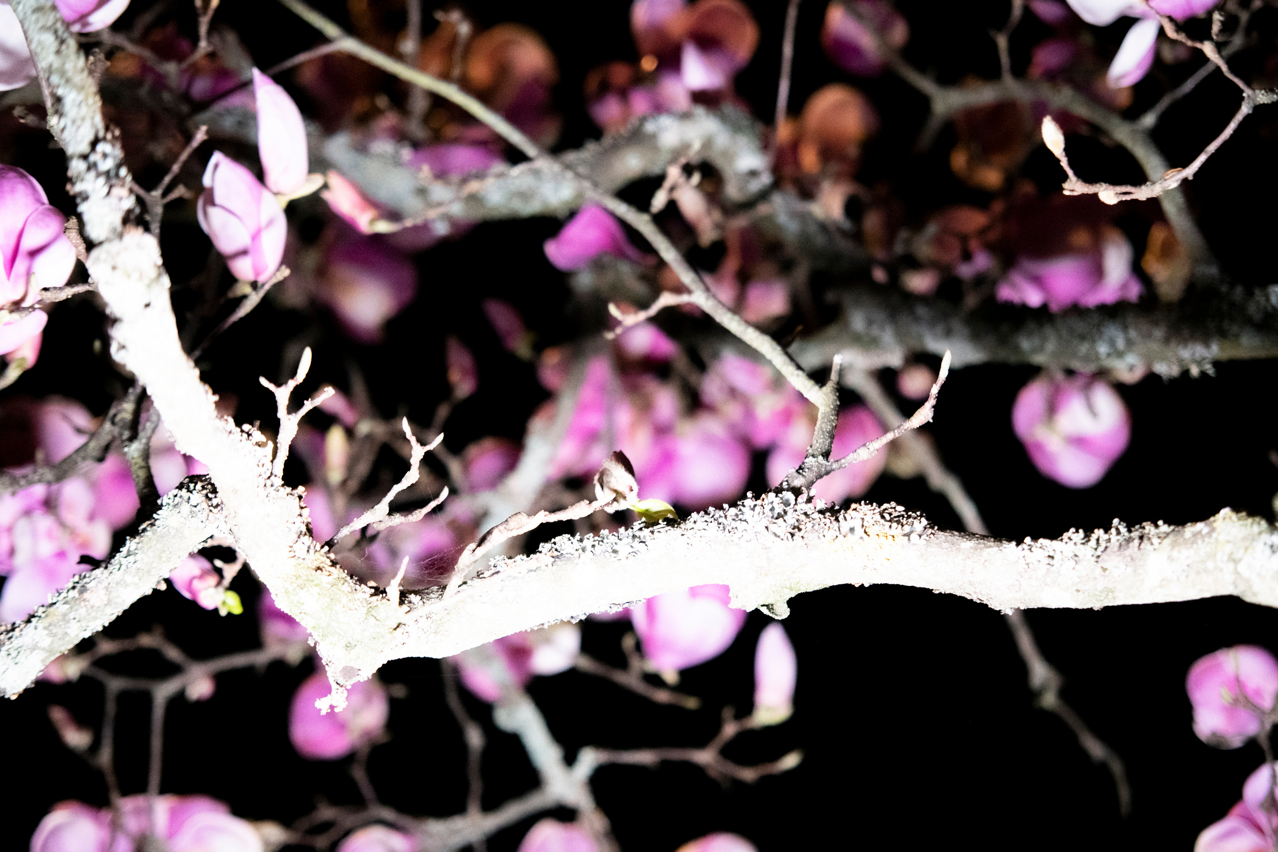 MOTHER (in progress). Anastasiia Antoniuk portrait, family and couple photographer, Portugal