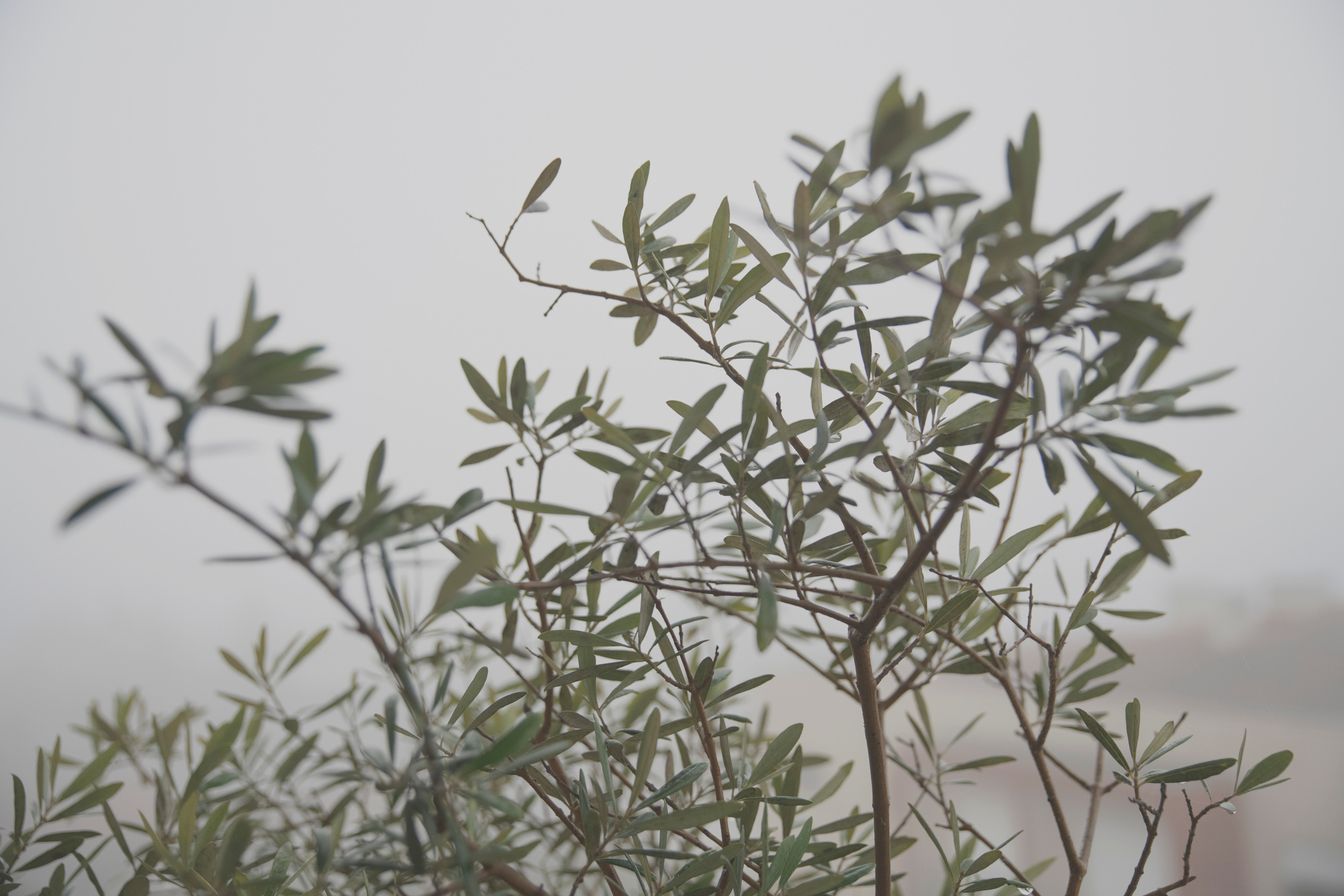 MOTHER (in progress). Anastasiia Antoniuk portrait, family and couple photographer, Portugal