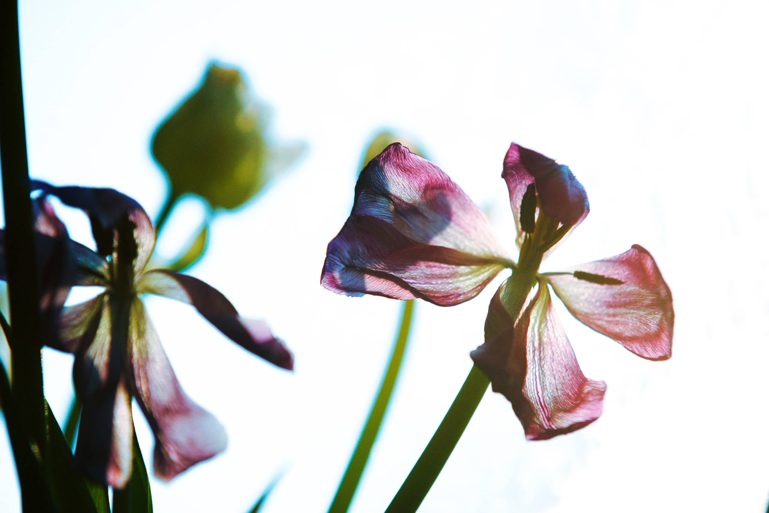MOTHER (in progress). Anastasiia Antoniuk portrait, family and couple photographer, Portugal