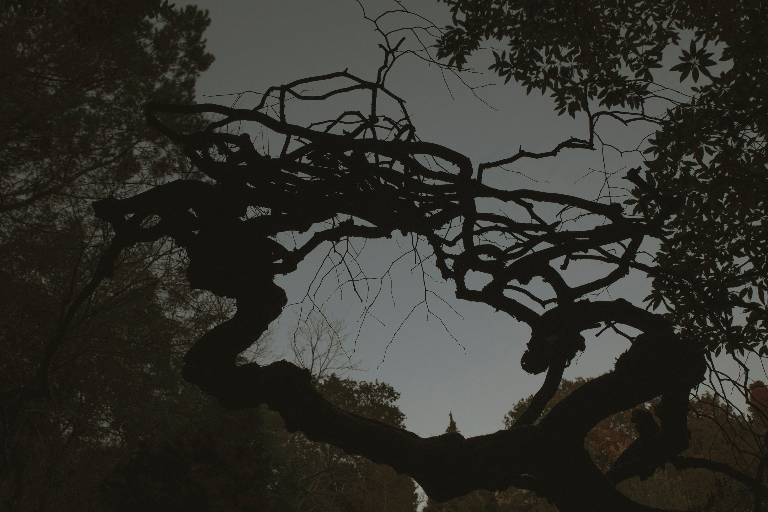 MOTHER (in progress). Anastasiia Antoniuk portrait, family and couple photographer, Portugal