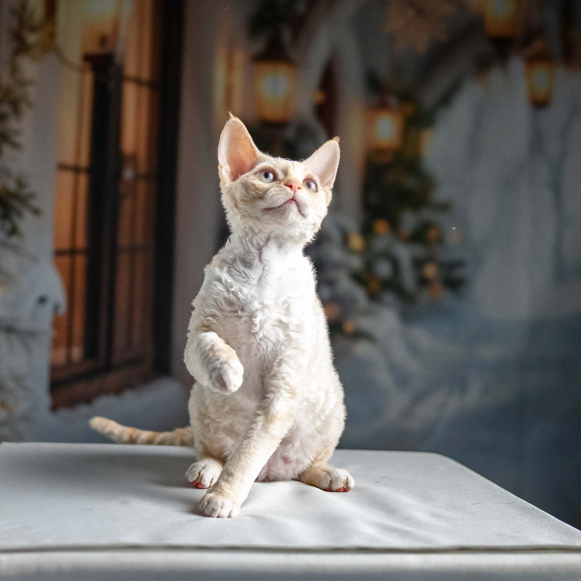 Jasmin, girl, born 06.25.2025. Devon Rex Pixie Cattery