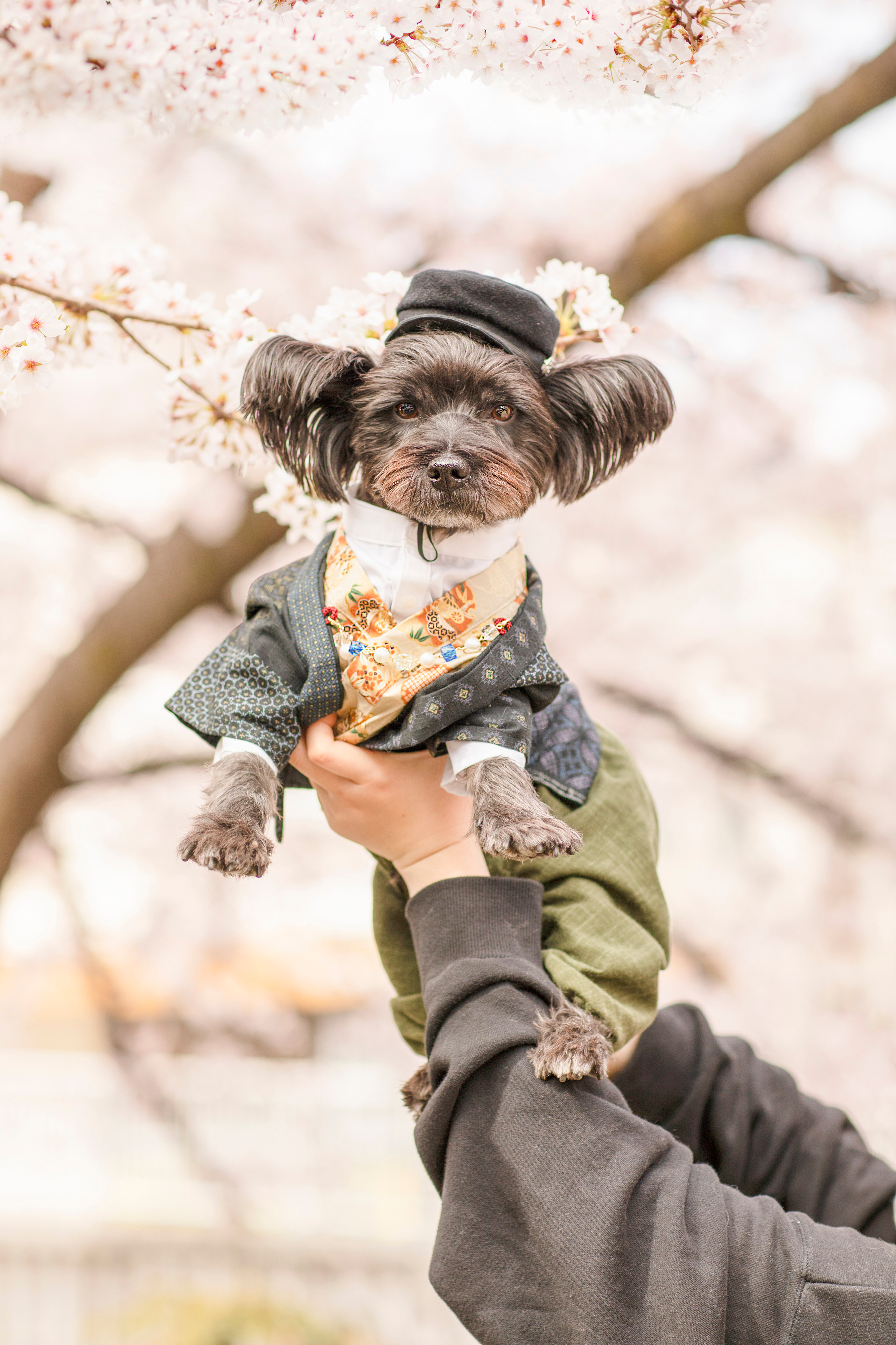 出張カメラマン 七五三 753 家族写真 家族 子供 記念写真 山梨県 東京 静岡 長野. Kids and Family Photographer in Japan 子供と家族の撮影 日本