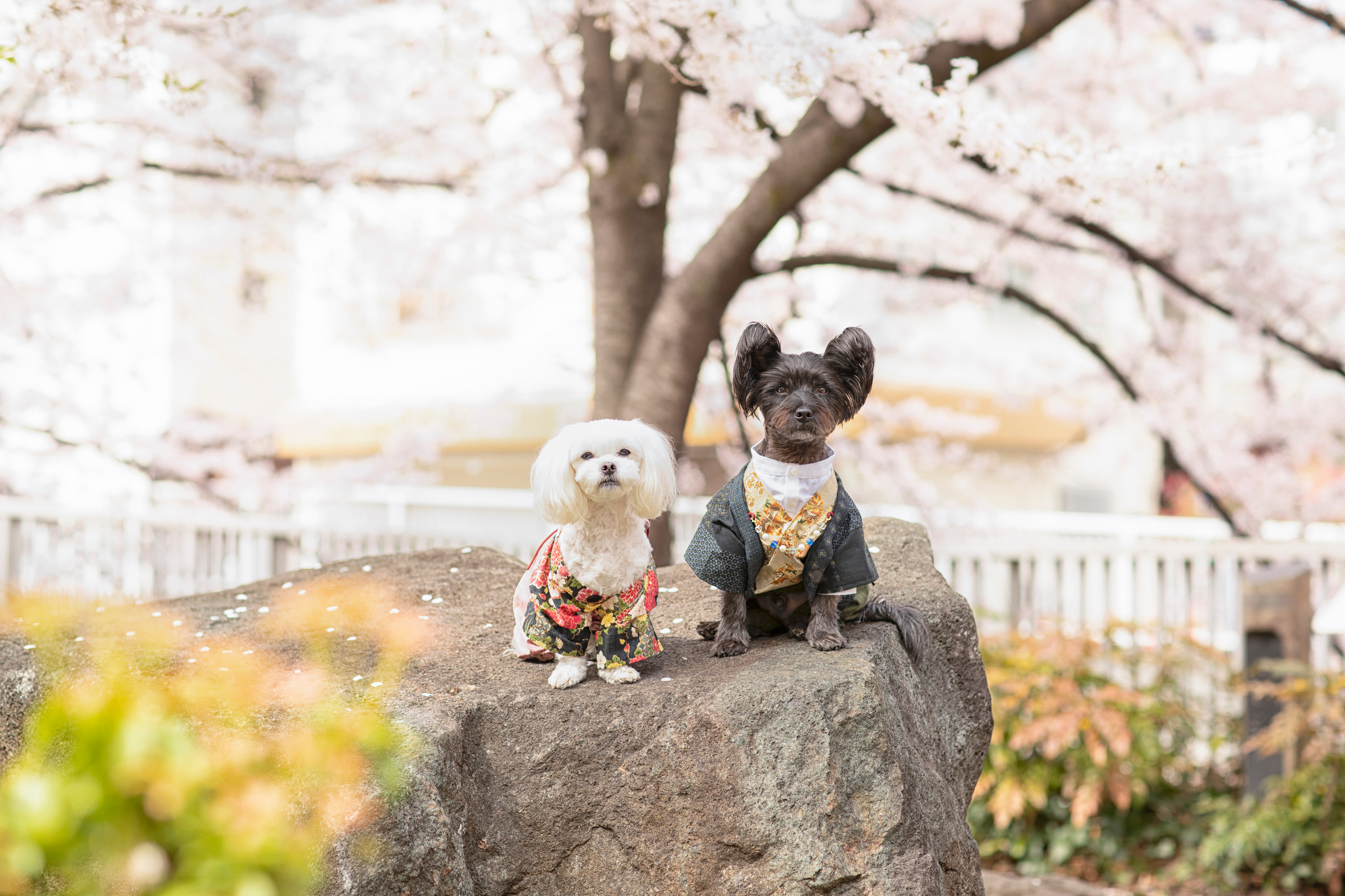 出張カメラマン 七五三 753 家族写真 家族 子供 記念写真 山梨県 東京 静岡 長野. Kids and Family Photographer in Japan 子供と家族の撮影 日本