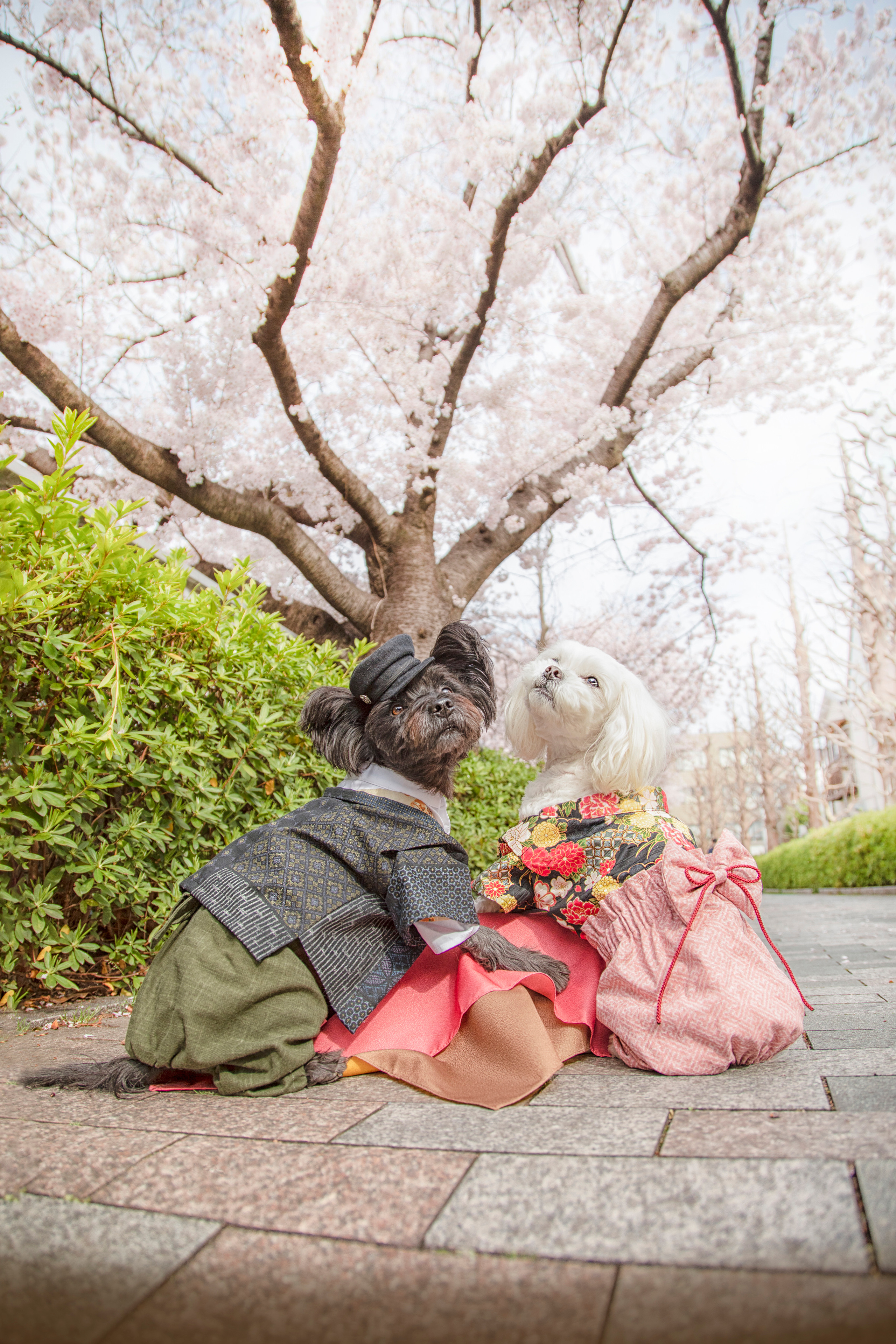 出張カメラマン 七五三 753 家族写真 家族 子供 記念写真 山梨県 東京 静岡 長野. Kids and Family Photographer in Japan 子供と家族の撮影 日本