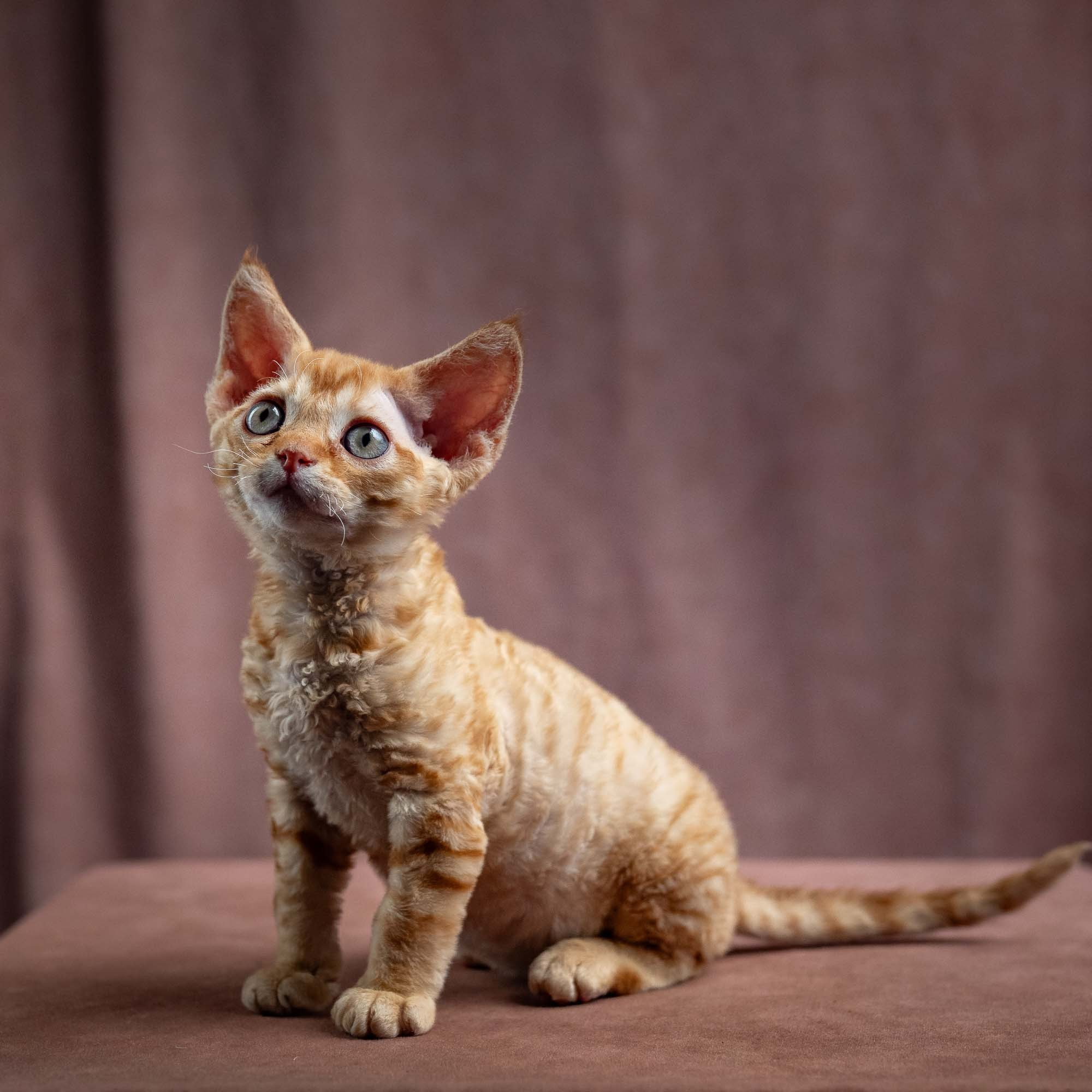 Jackie, boy, born 06.25.2025. Devon Rex Pixie Cattery