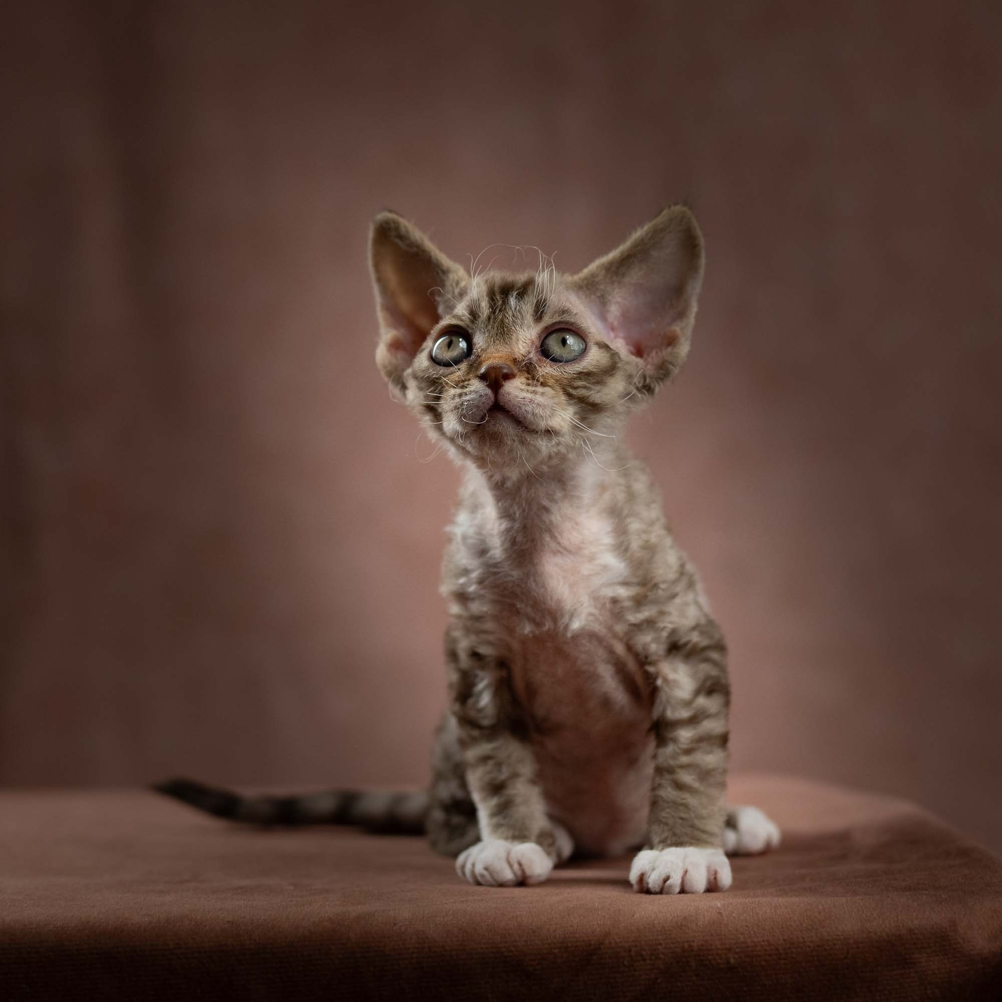 Elvis, boy, born on 06.09.24 SOLD. Devon Rex Pixie Cattery