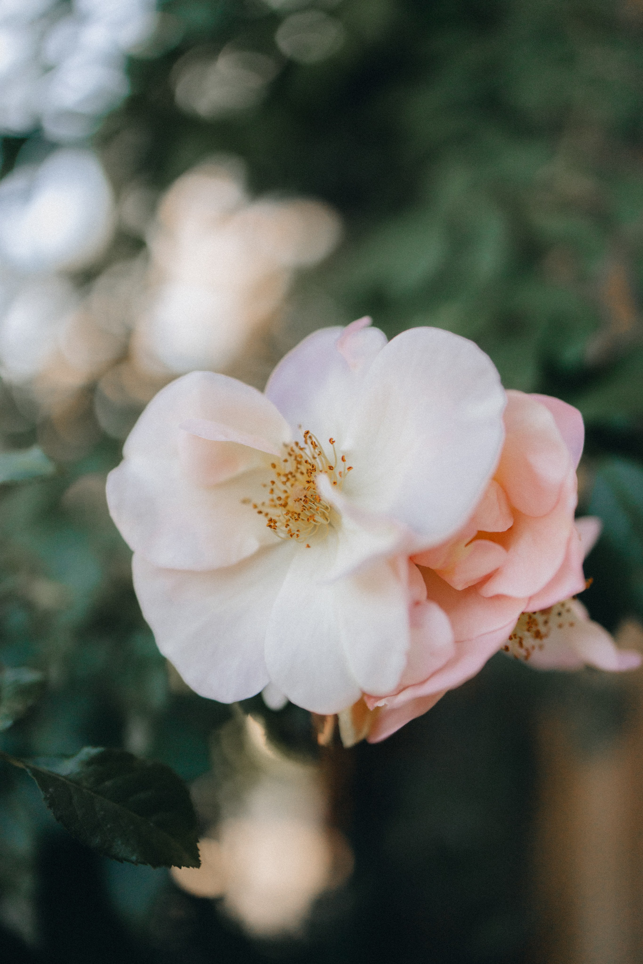 Jessie and Isaac on their wedding day in Portland, Oregon – a genuine moment of joy captured by photographer Georgy Shishkin in a romantic outdoor style, reflecting the charm of Portland & Seattle wedding photography.