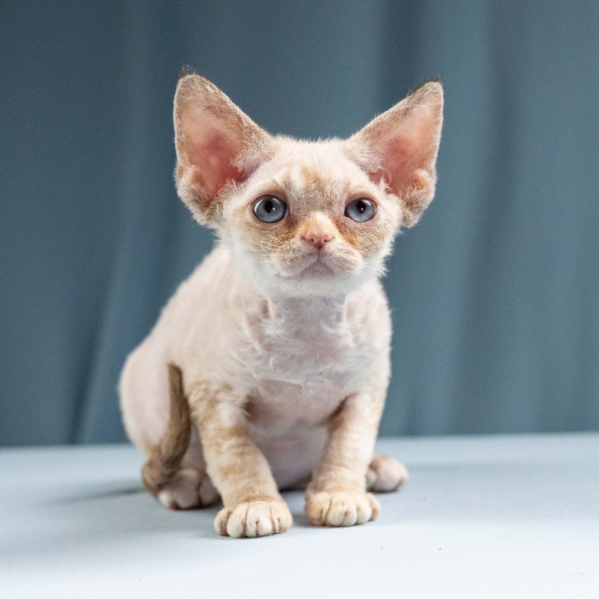 Iris, girl, born 06.01.2025. Devon Rex Pixie Cattery