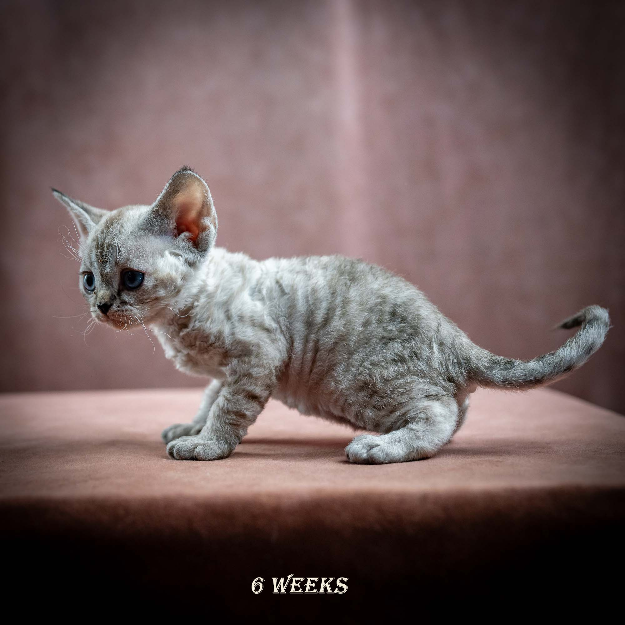Isla, girl, born 06.01.2025. Devon Rex Pixie Cattery