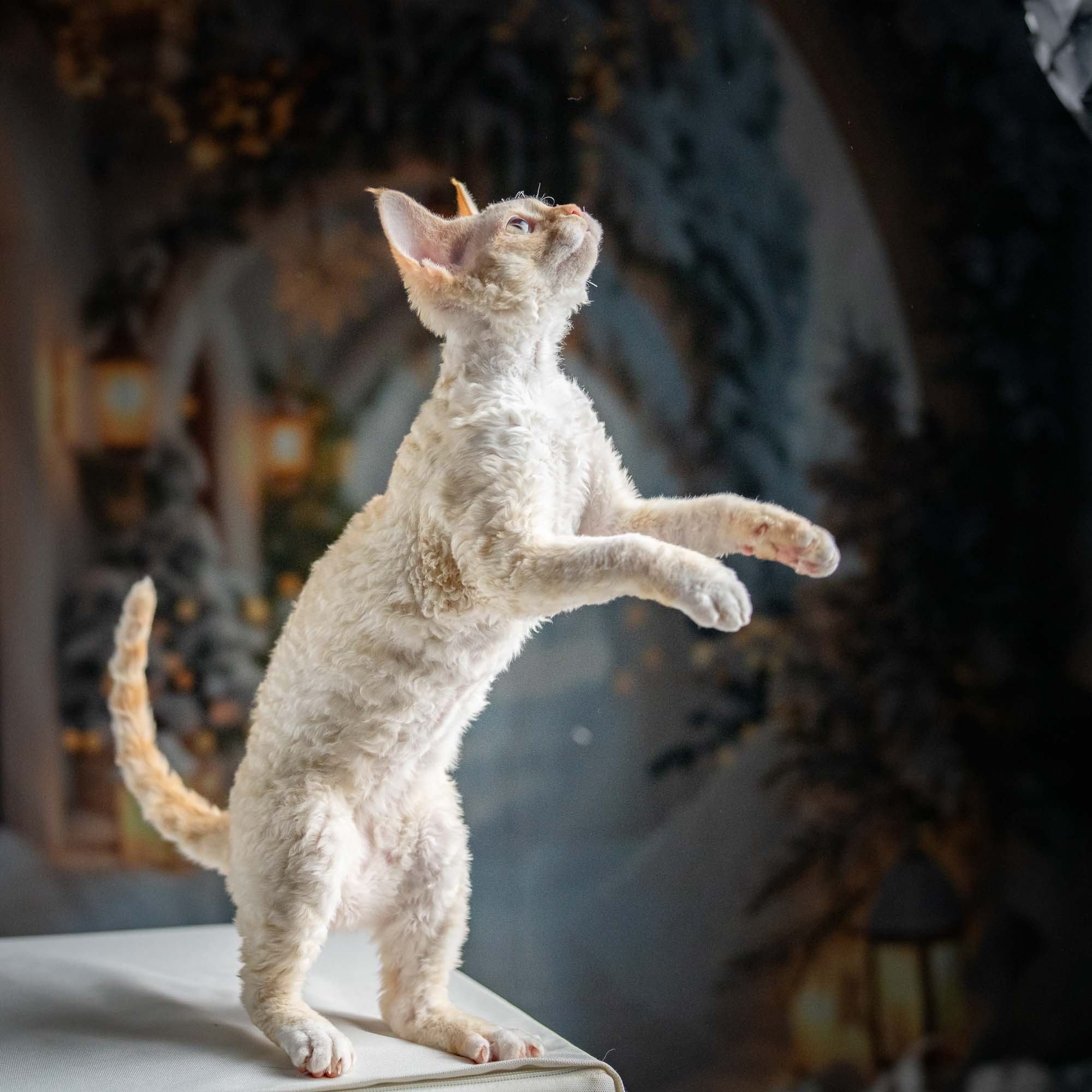 Jasmin, girl, born 06.25.2025. Devon Rex Pixie Cattery